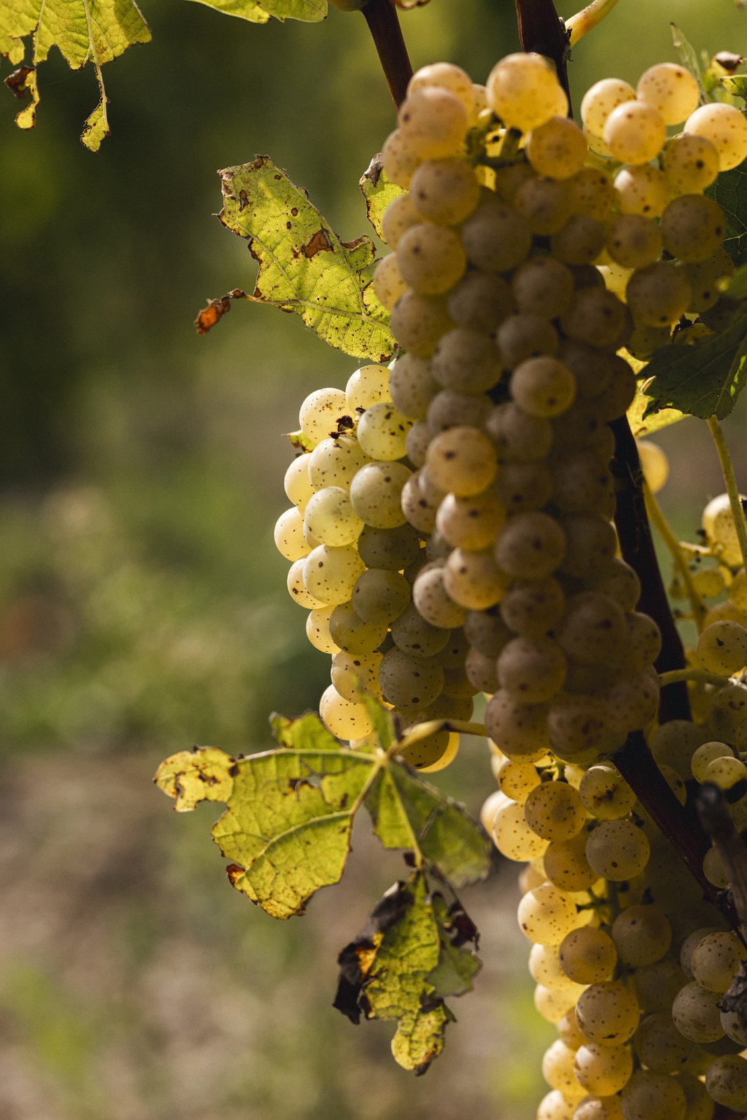 2025-09-22_VignobleArdennais- Karl-ErikBilodeau -38.jpg