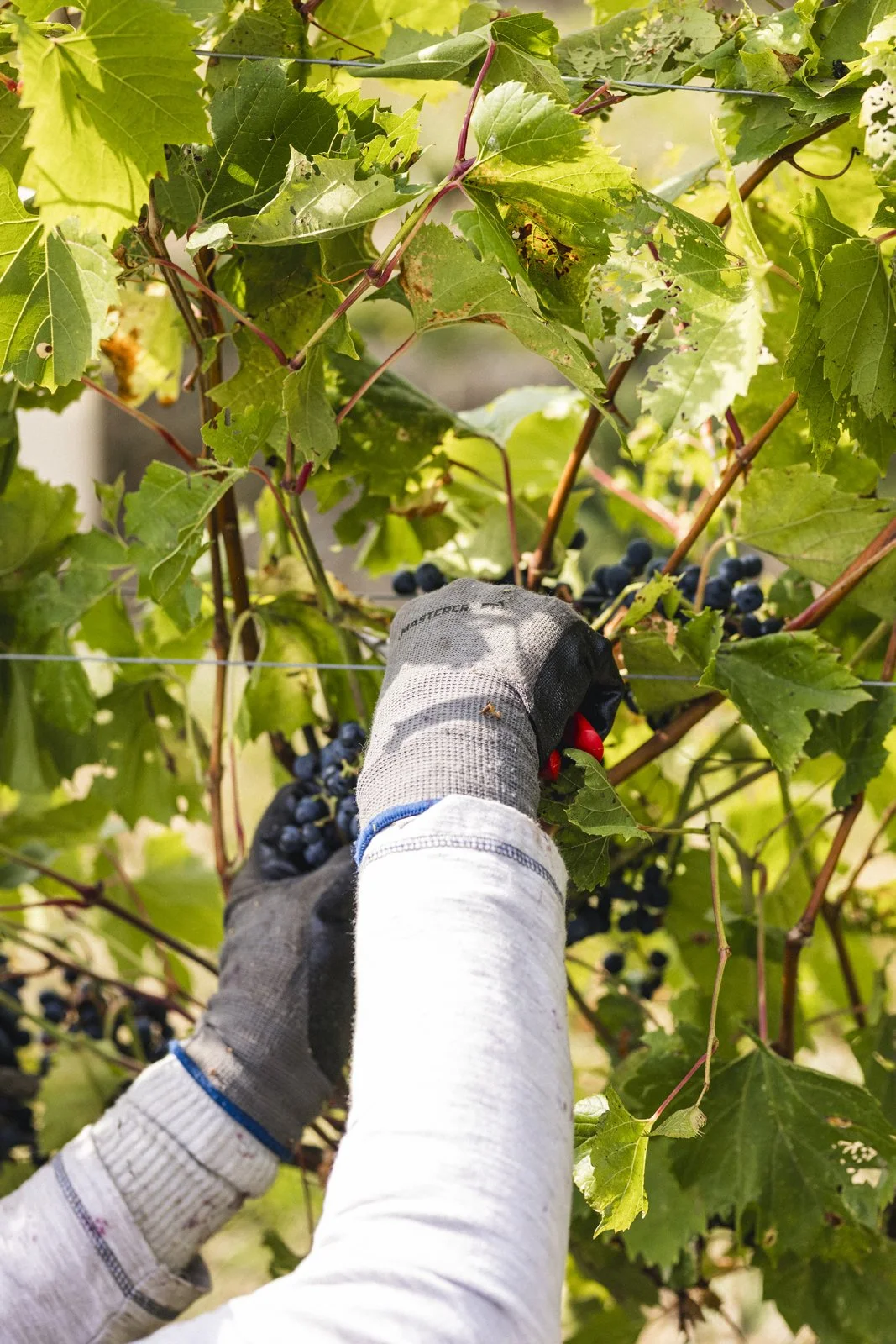 2025-09-22_VignobleArdennais- Karl-ErikBilodeau -49.jpg