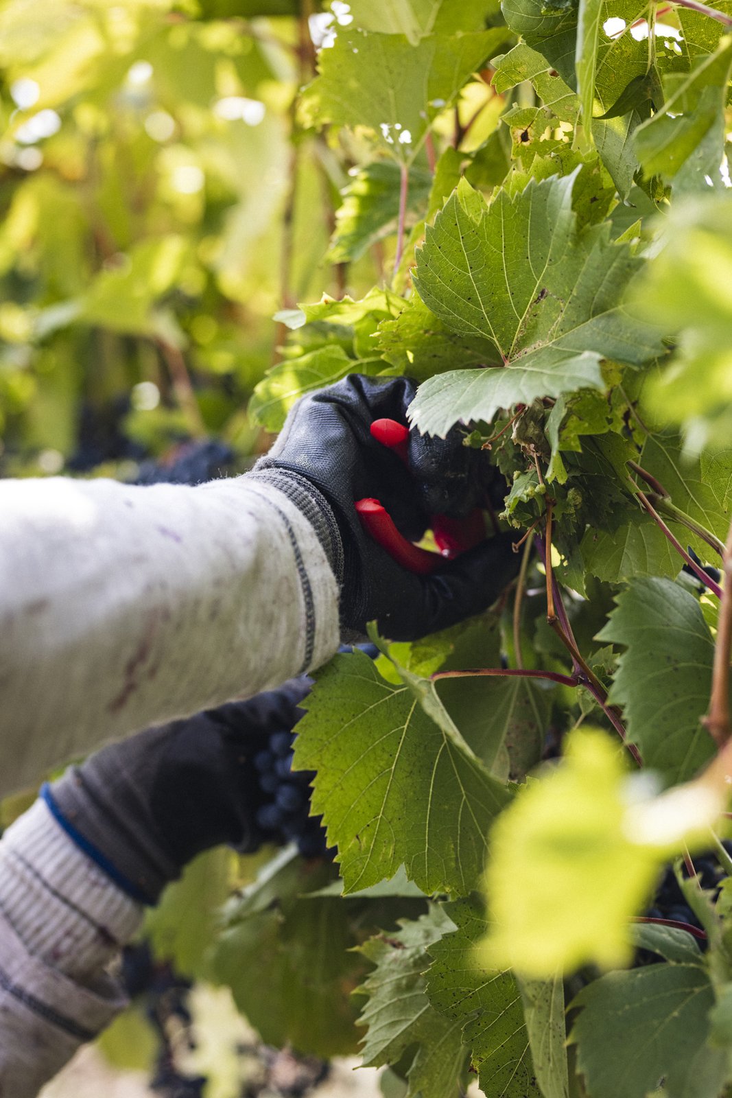 2025-09-22_VignobleArdennais- Karl-ErikBilodeau -53.jpg