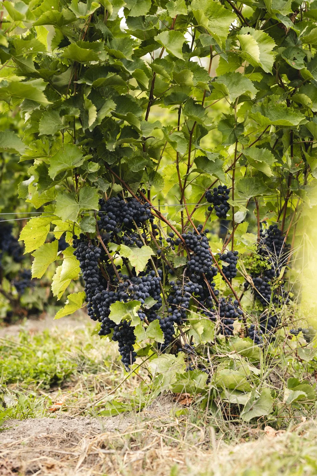 2025-09-22_VignobleArdennais- Karl-ErikBilodeau -66.jpg