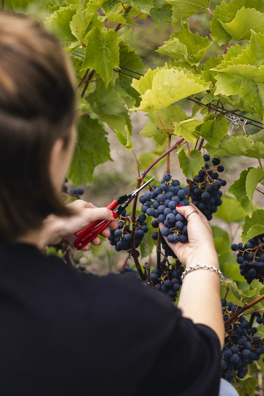 2025-09-22_VignobleArdennais- Karl-ErikBilodeau -93.jpg