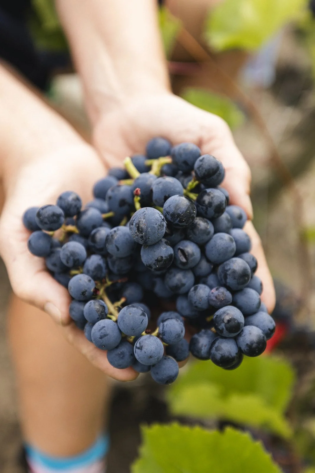 2025-09-22_VignobleArdennais- Karl-ErikBilodeau -97.jpg