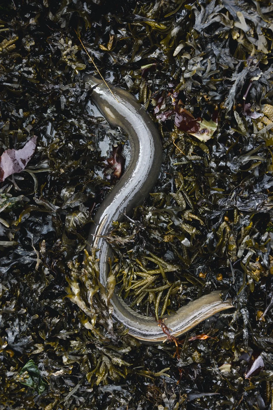 2025-09-26_AnguillesLizotte- Karl-ErikBilodeau -66.jpg