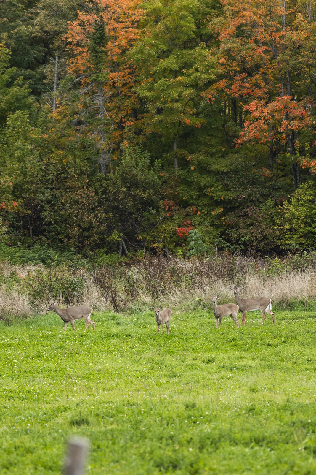2025-09-26_AnguillesLizotte- Karl-ErikBilodeau -211.jpg
