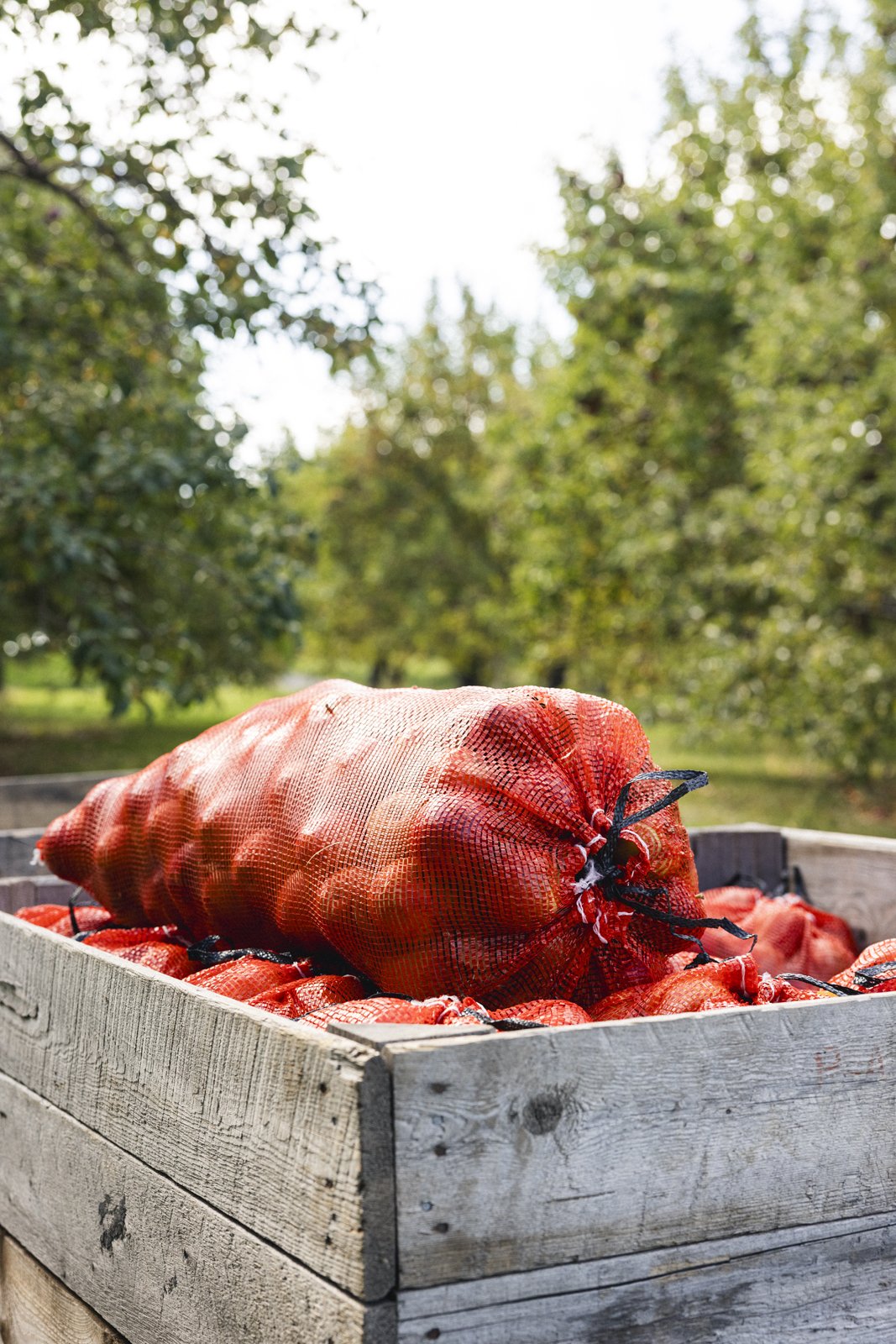 2025-09-28_VergerPommes- Karl-ErikBilodeau -3.jpg