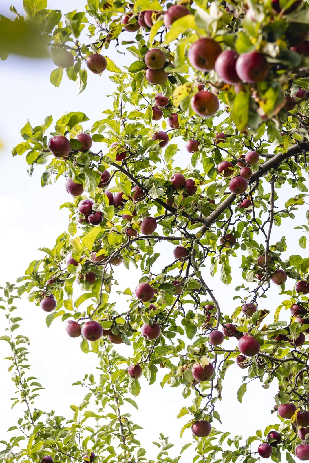 2025-09-28_VergerPommes- Karl-ErikBilodeau -12.jpg