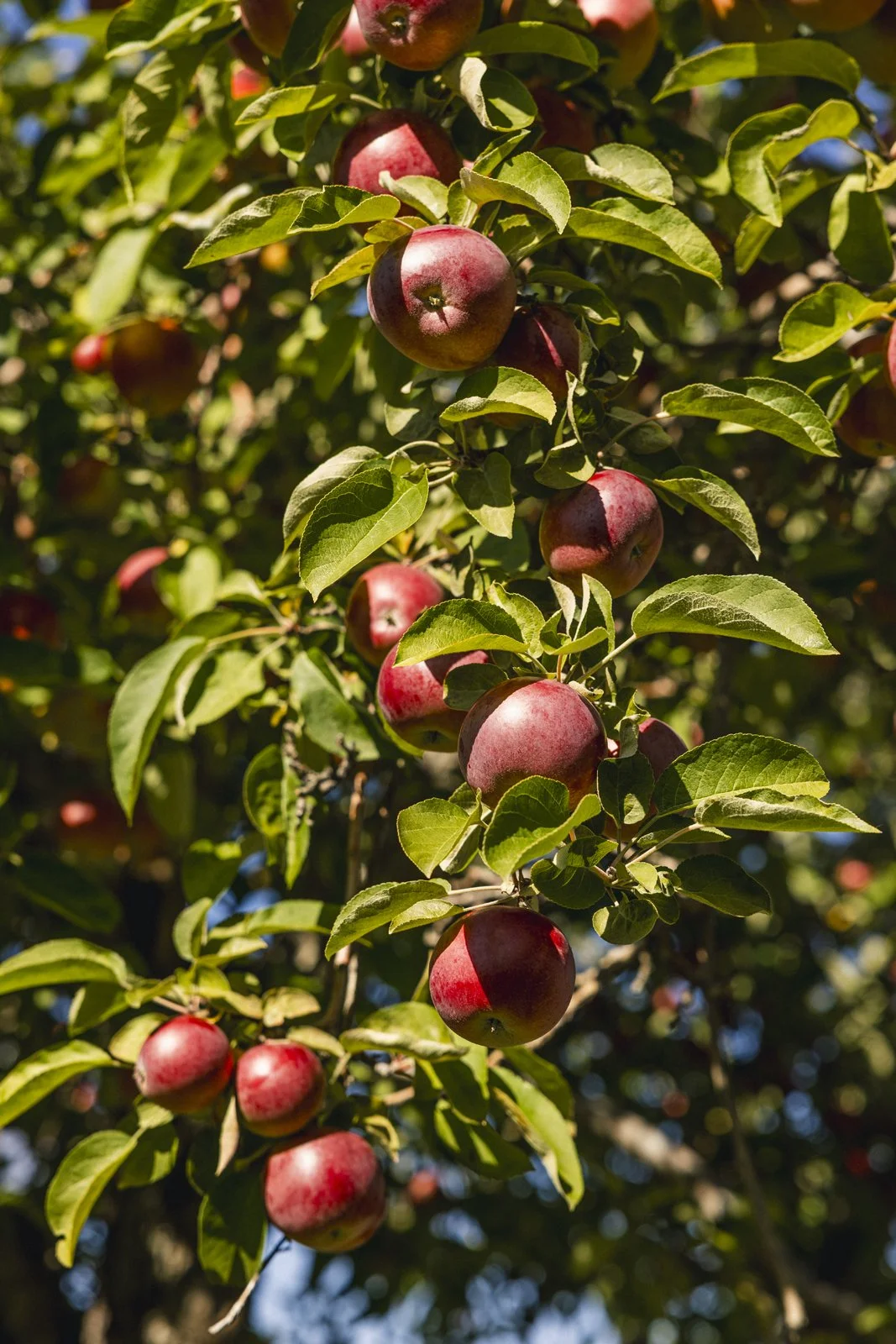 2025-09-28_VergerPommes- Karl-ErikBilodeau -17.jpg