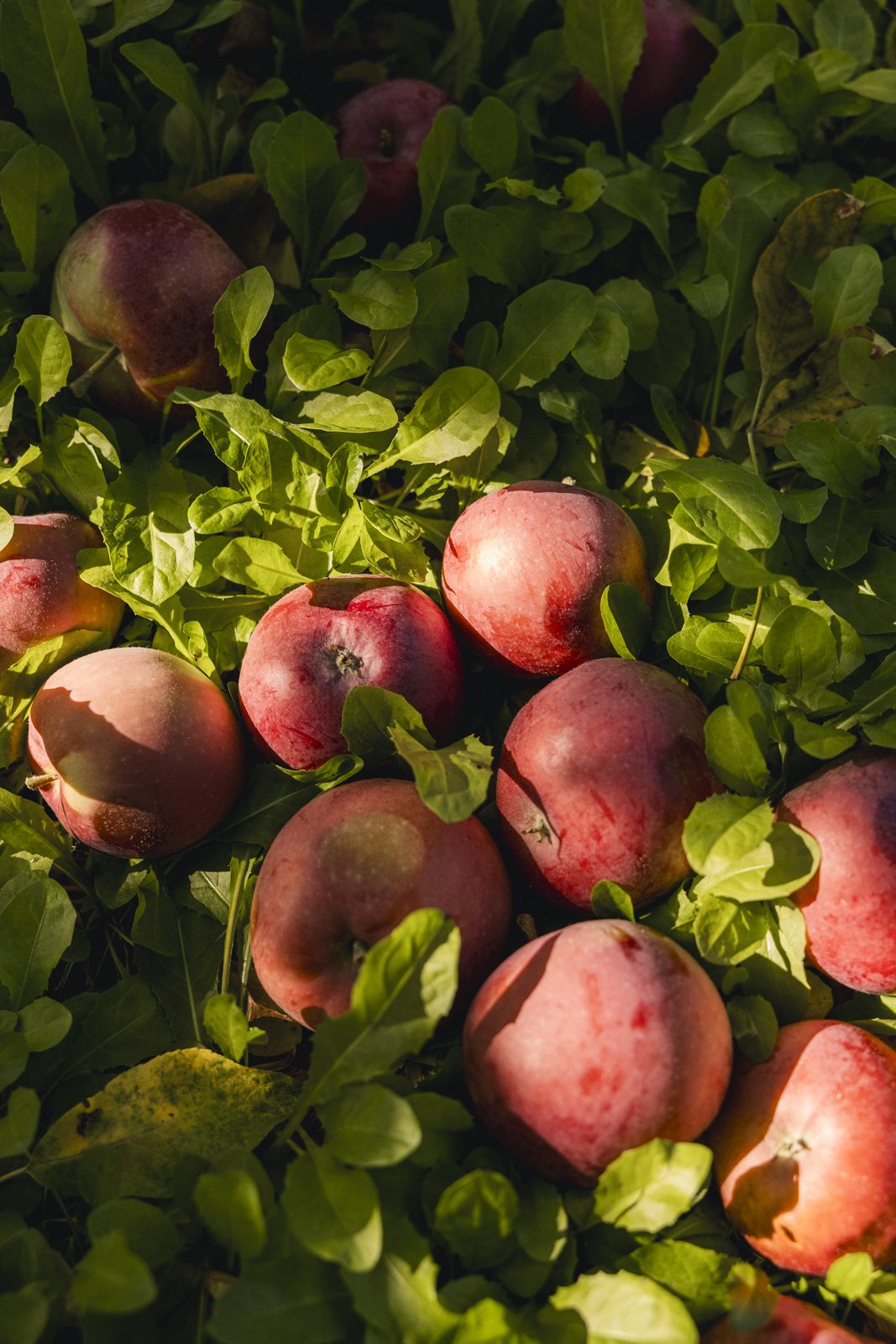 2025-09-28_VergerPommes- Karl-ErikBilodeau -33.jpg