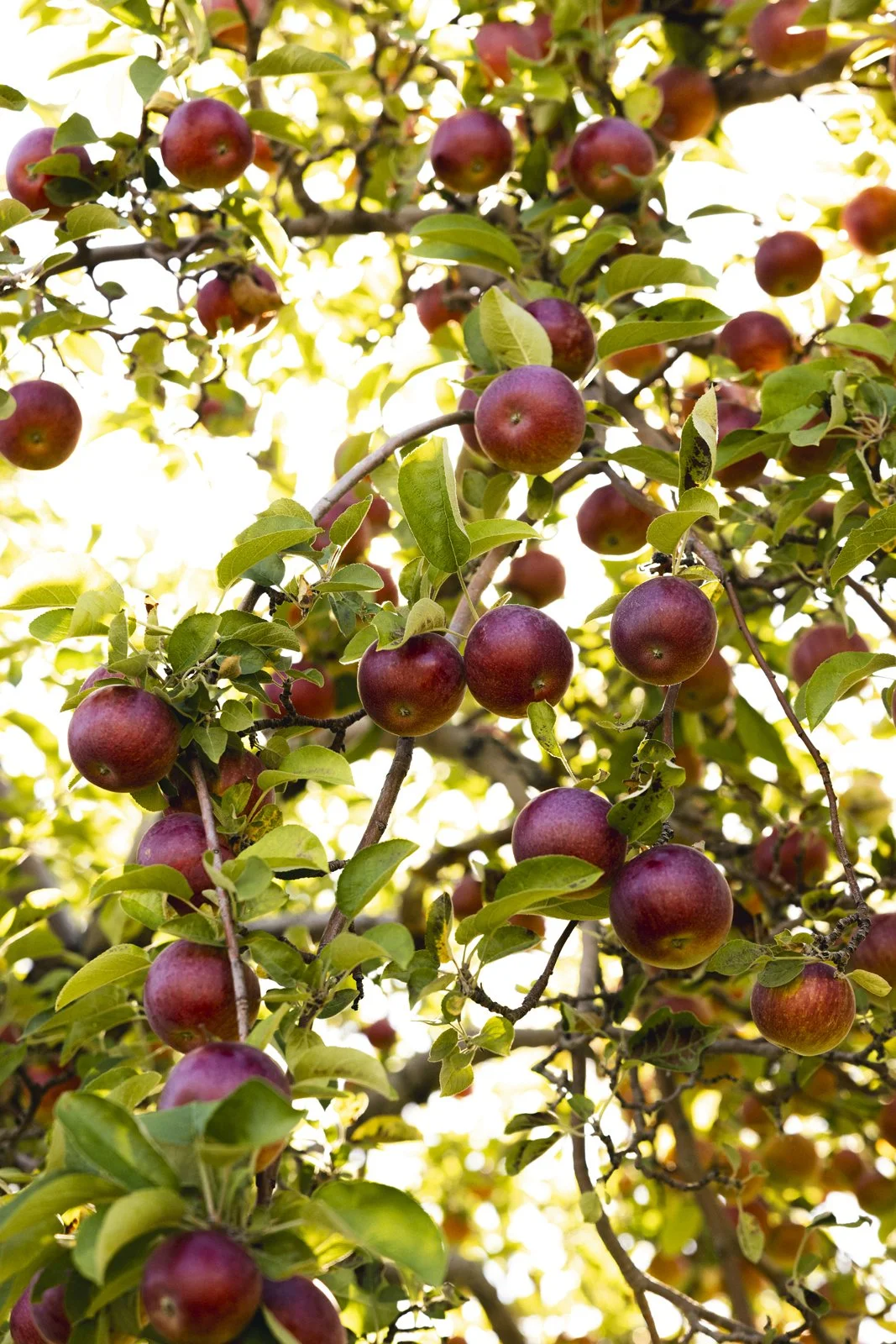 2025-09-28_VergerPommes- Karl-ErikBilodeau -29.jpg