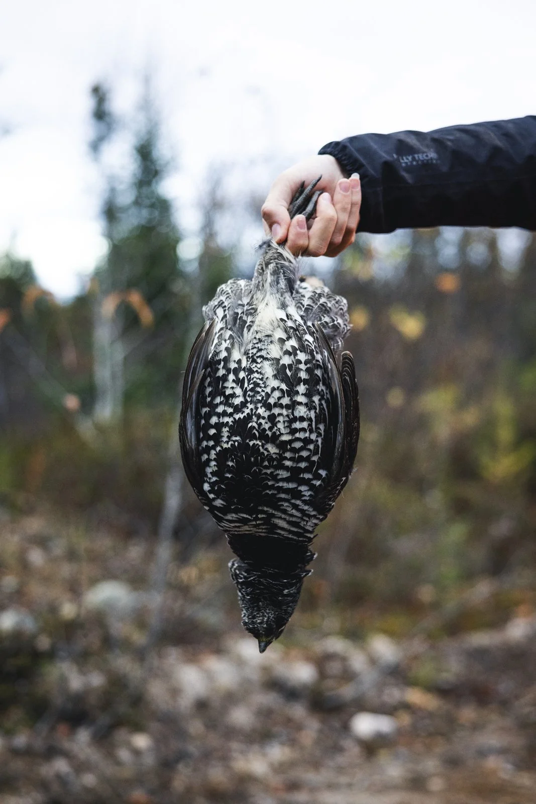 2025-10-13_ChasseGelinotte- Karl-ErikBilodeau -11.jpg