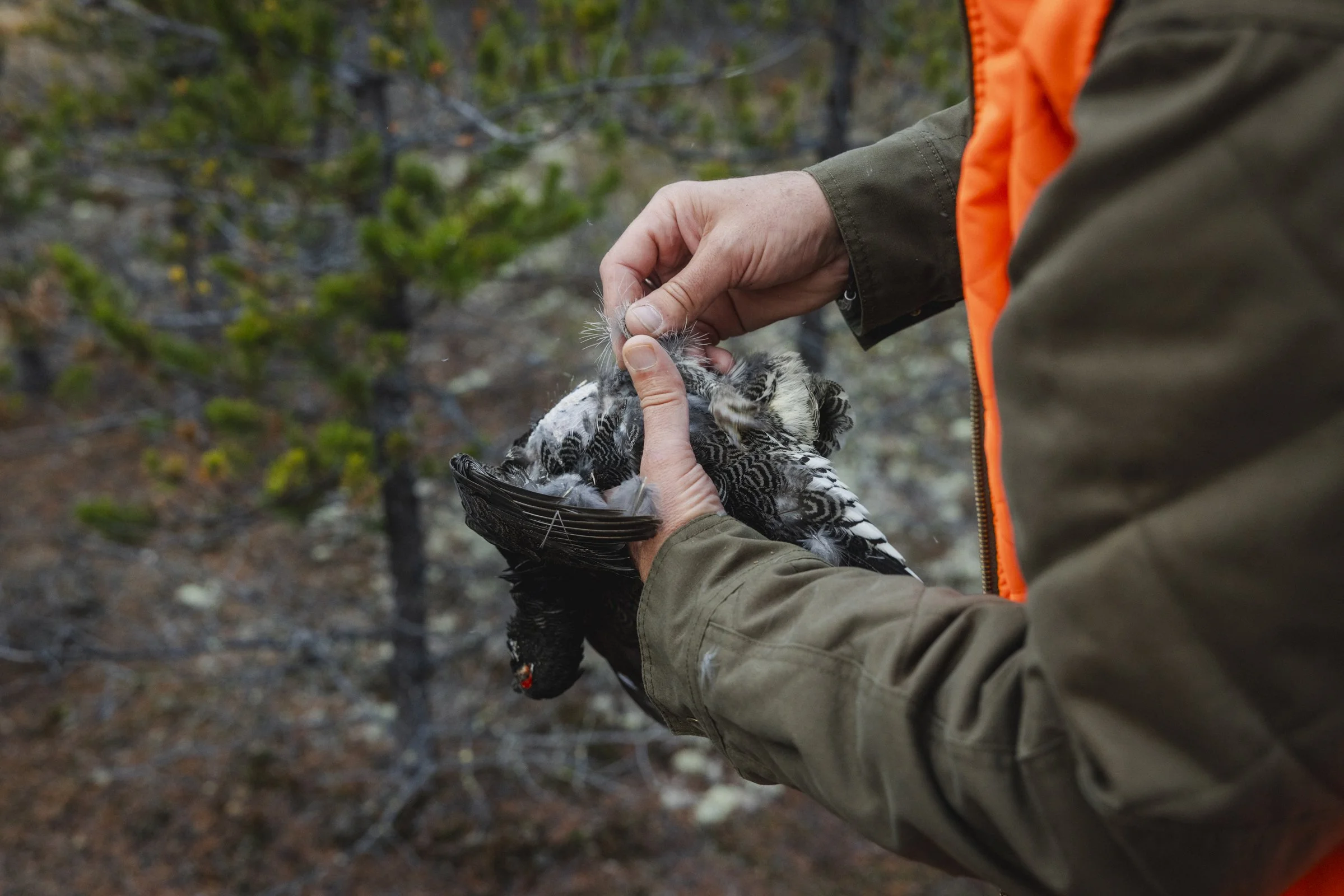 2025-10-13_ChasseGelinotte- Karl-ErikBilodeau -29.jpg