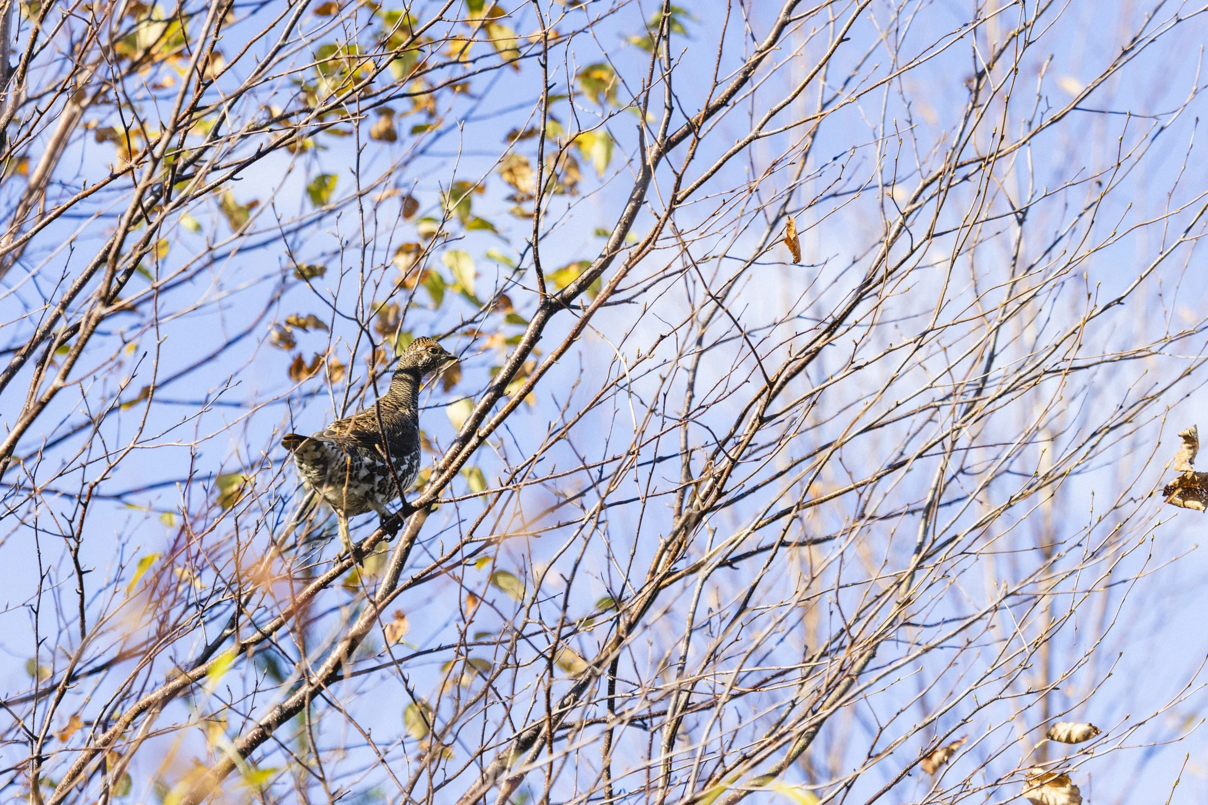 2025-10-13_ChasseGelinotte- Karl-ErikBilodeau -81.jpg