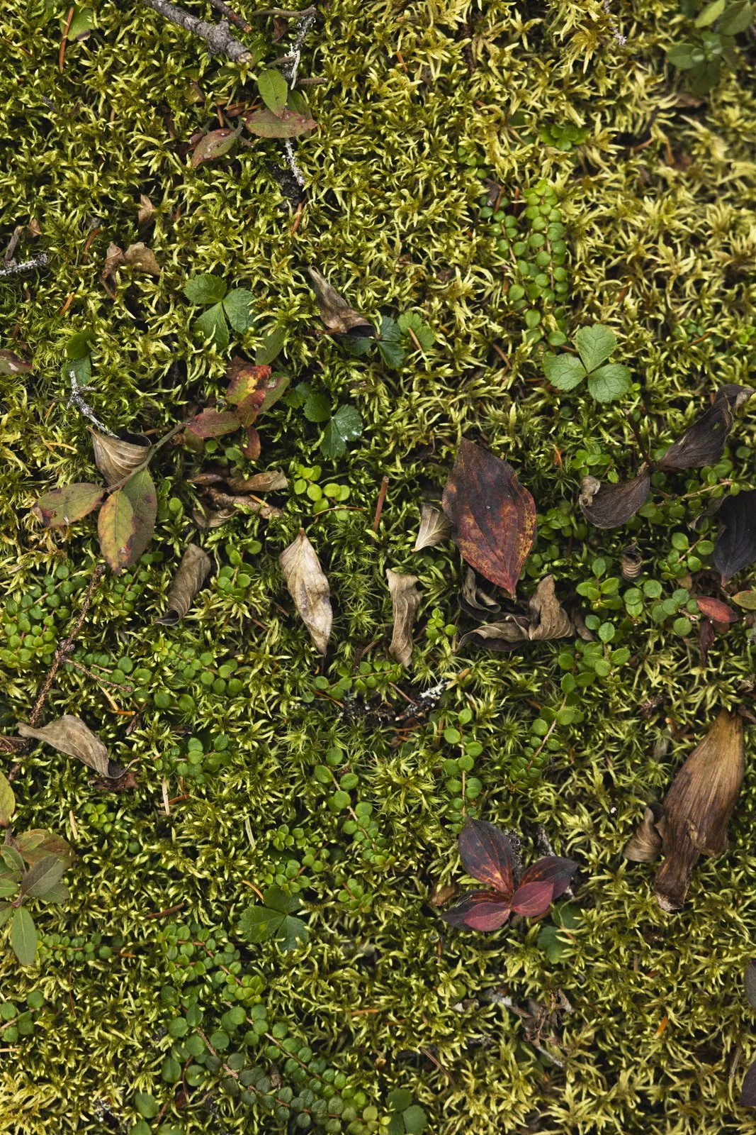 2025-10-13_ChasseGelinotte- Karl-ErikBilodeau -131.jpg