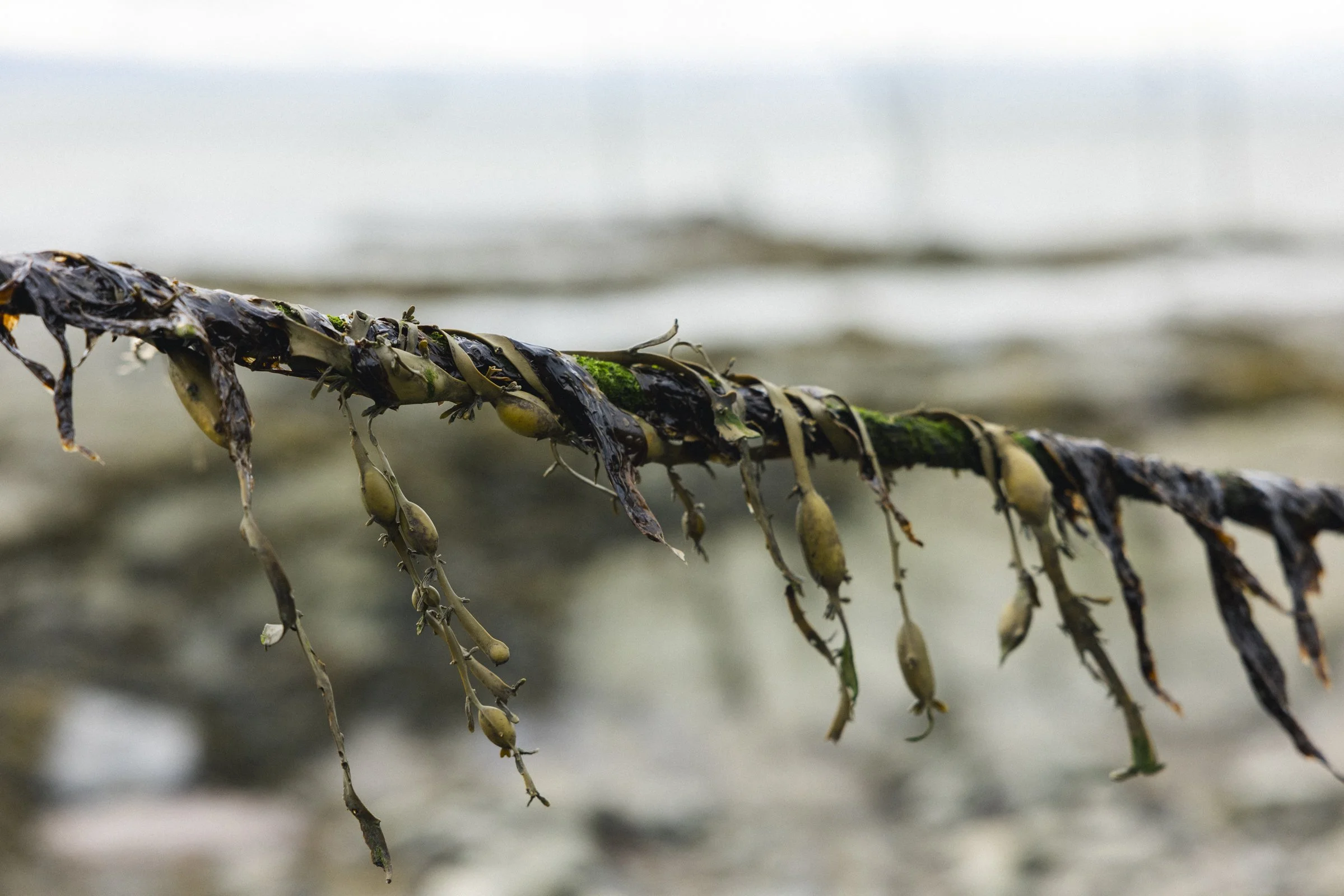 2025-09-26_AnguillesLizotte- Karl-ErikBilodeau -83.jpg