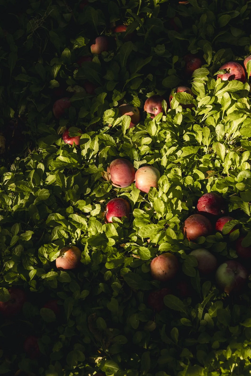 2025-09-28_VergerPommes- Karl-ErikBilodeau -32.jpg