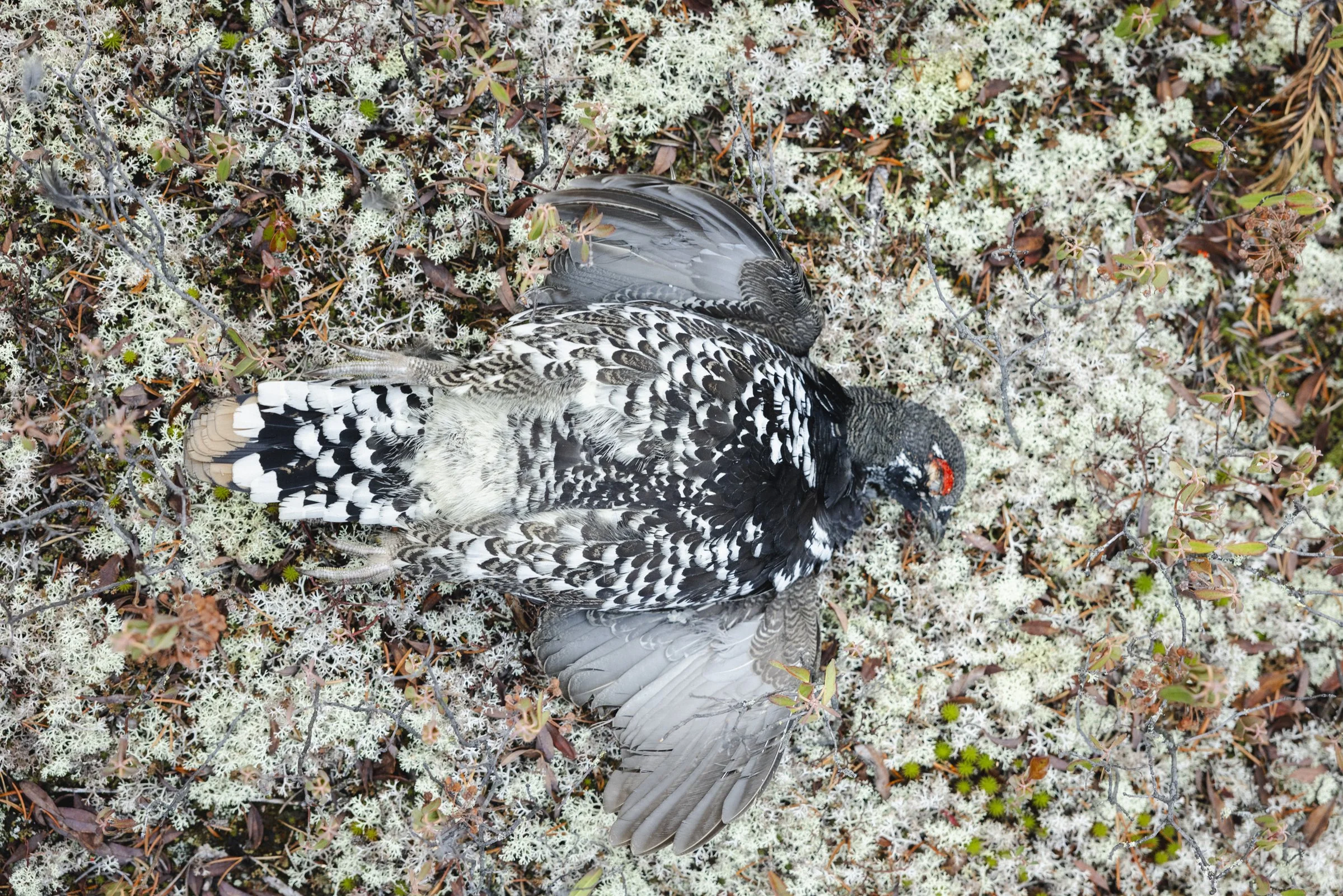 2025-10-13_ChasseGelinotte- Karl-ErikBilodeau -26.jpg