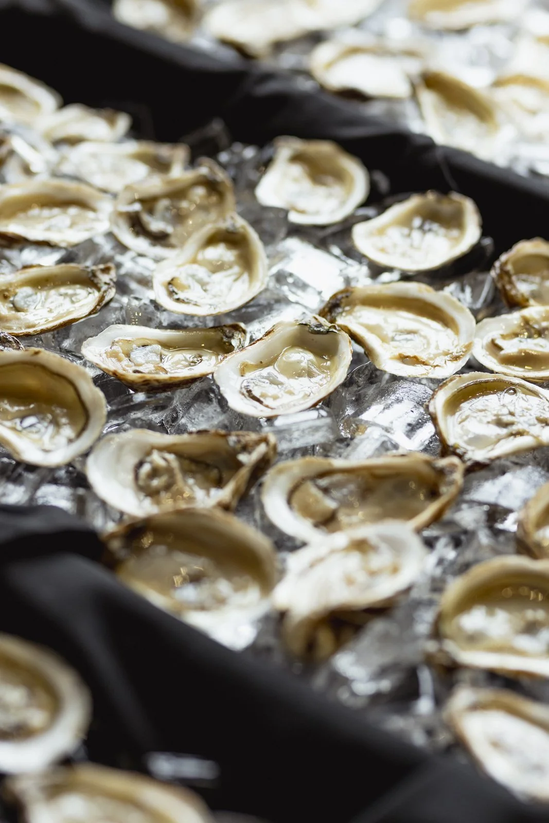 Coquilles Saint-Jacques sur un lit de glace sur une plaque