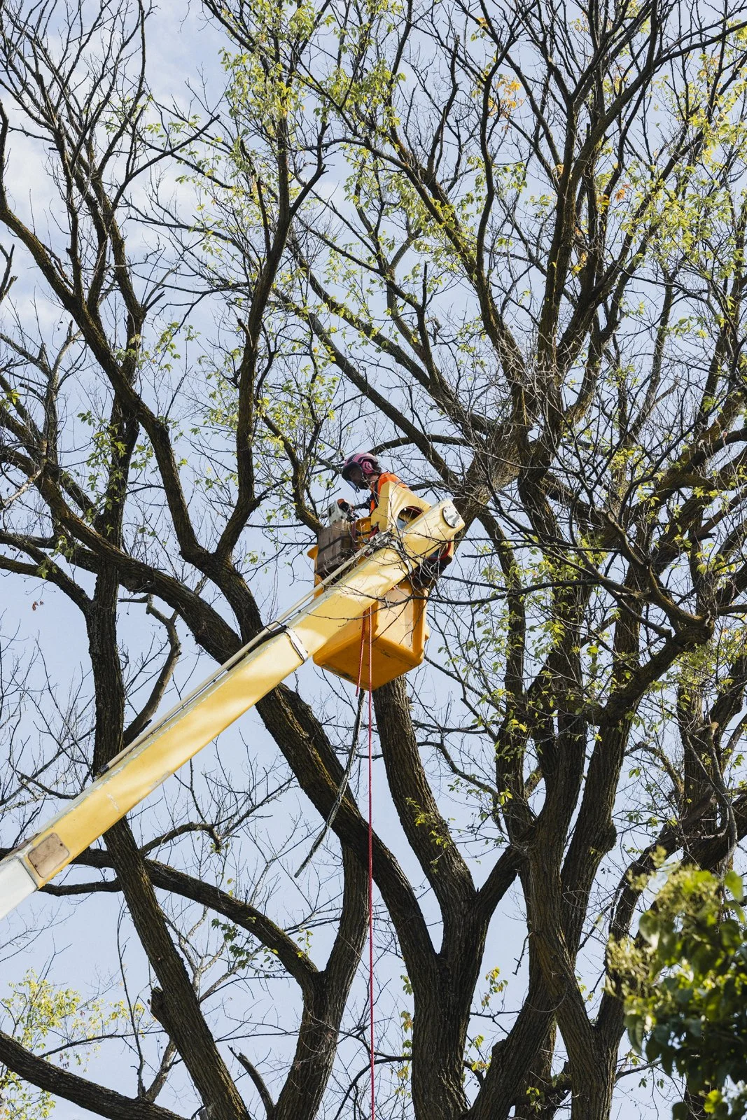 Un arboriculteur en train d'élaguer un grand arbre à l'aide d'une nacelle orange, sous un ciel bleu.