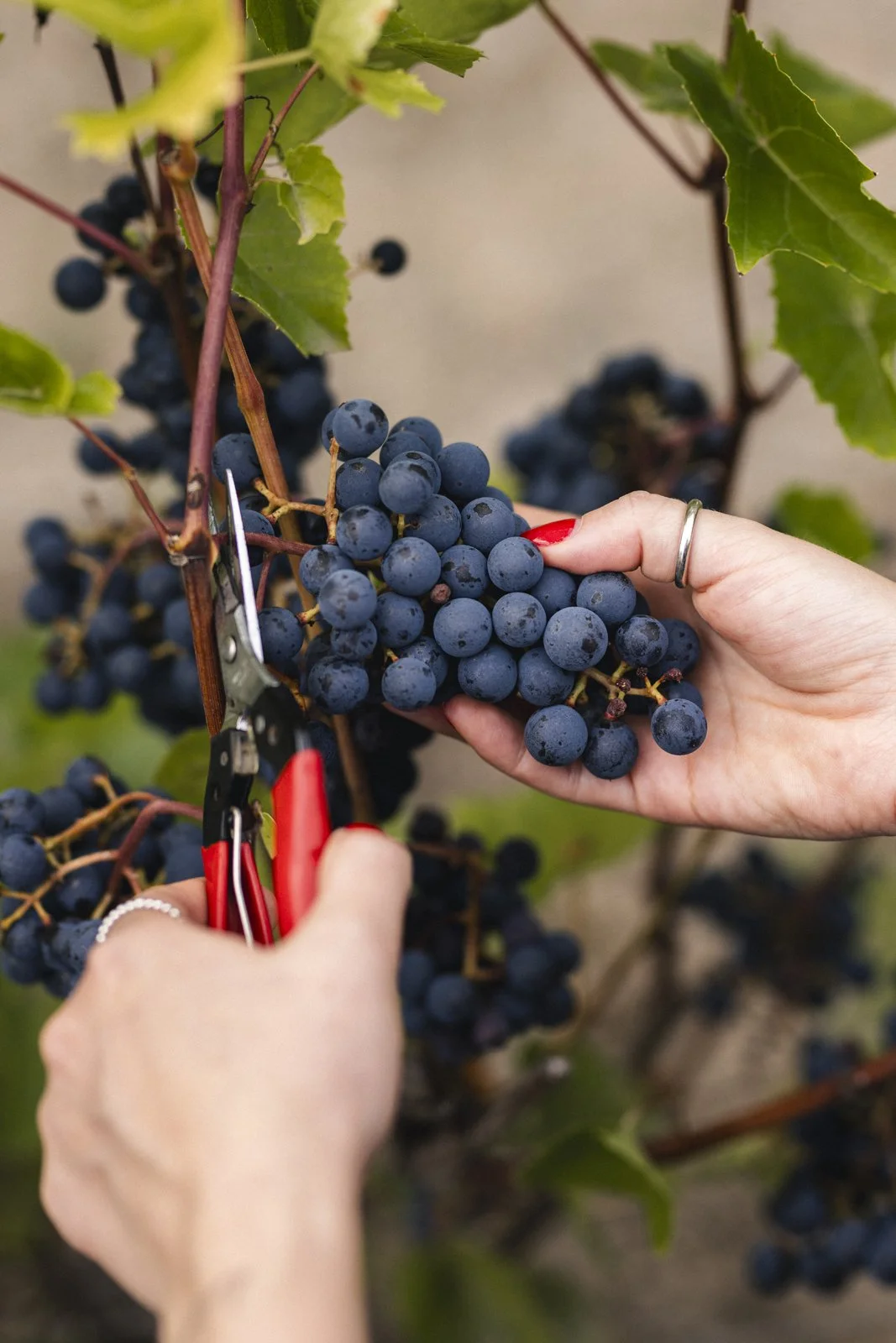 2025-09-22_VignobleArdennais- Karl-ErikBilodeau -91.jpg