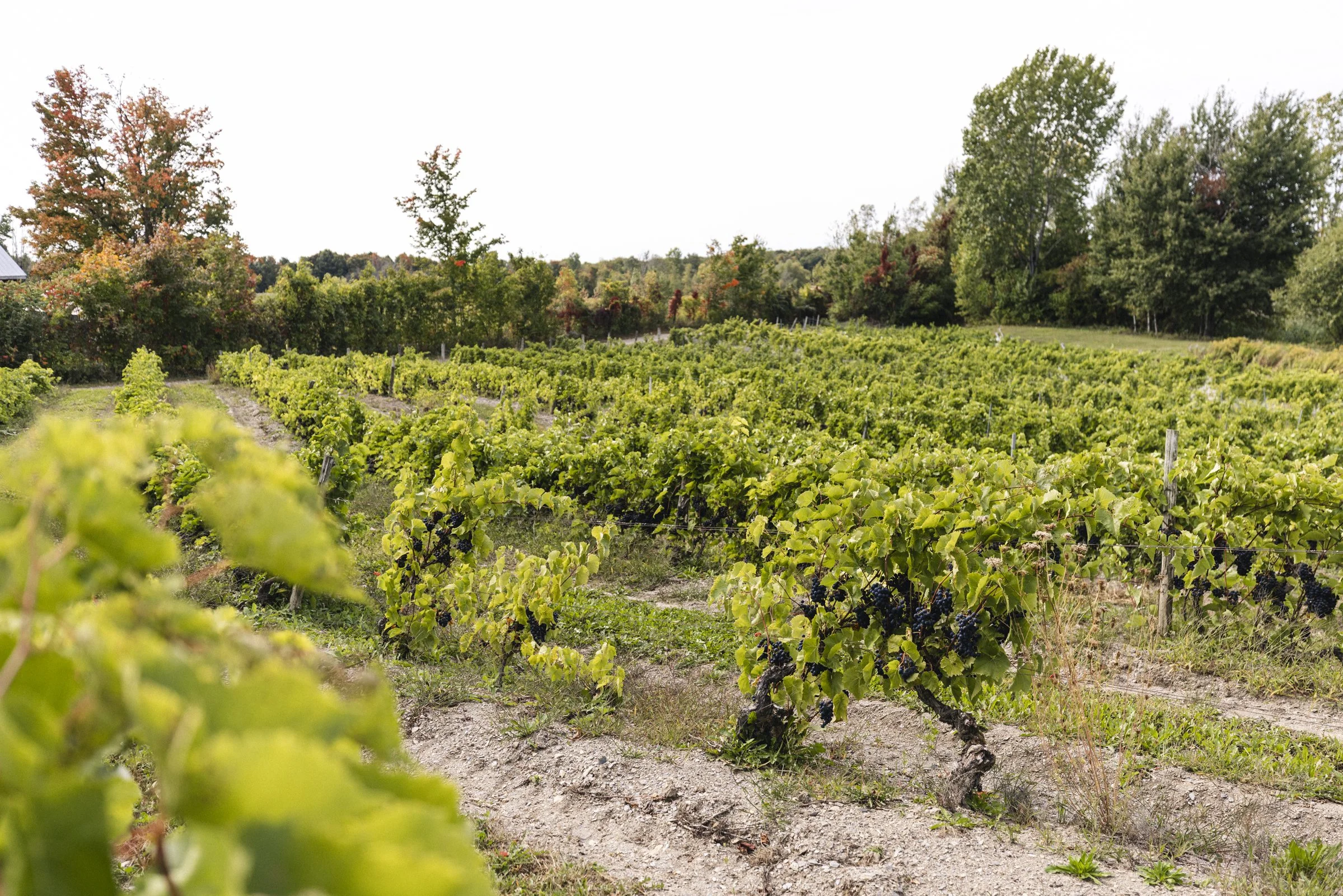 2025-09-22_VignobleArdennais- Karl-ErikBilodeau -21.jpg