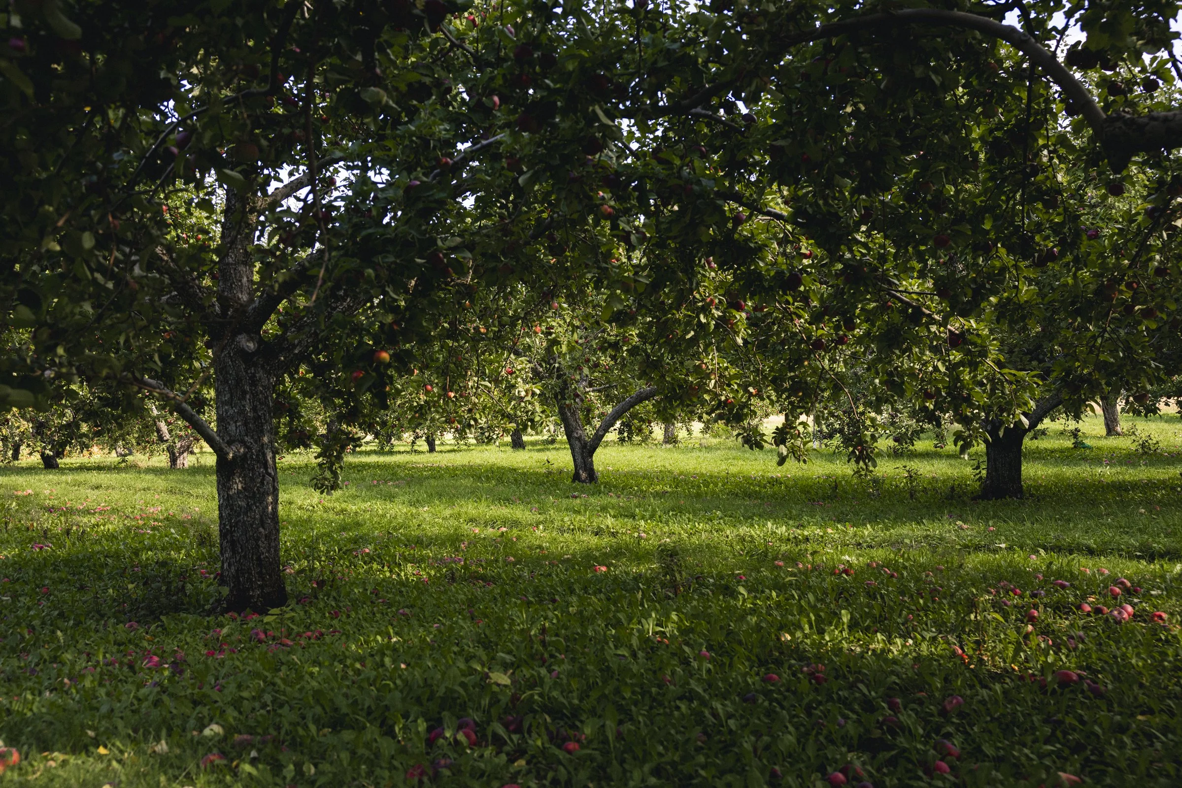 2025-09-28_VergerPommes- Karl-ErikBilodeau -39.jpg