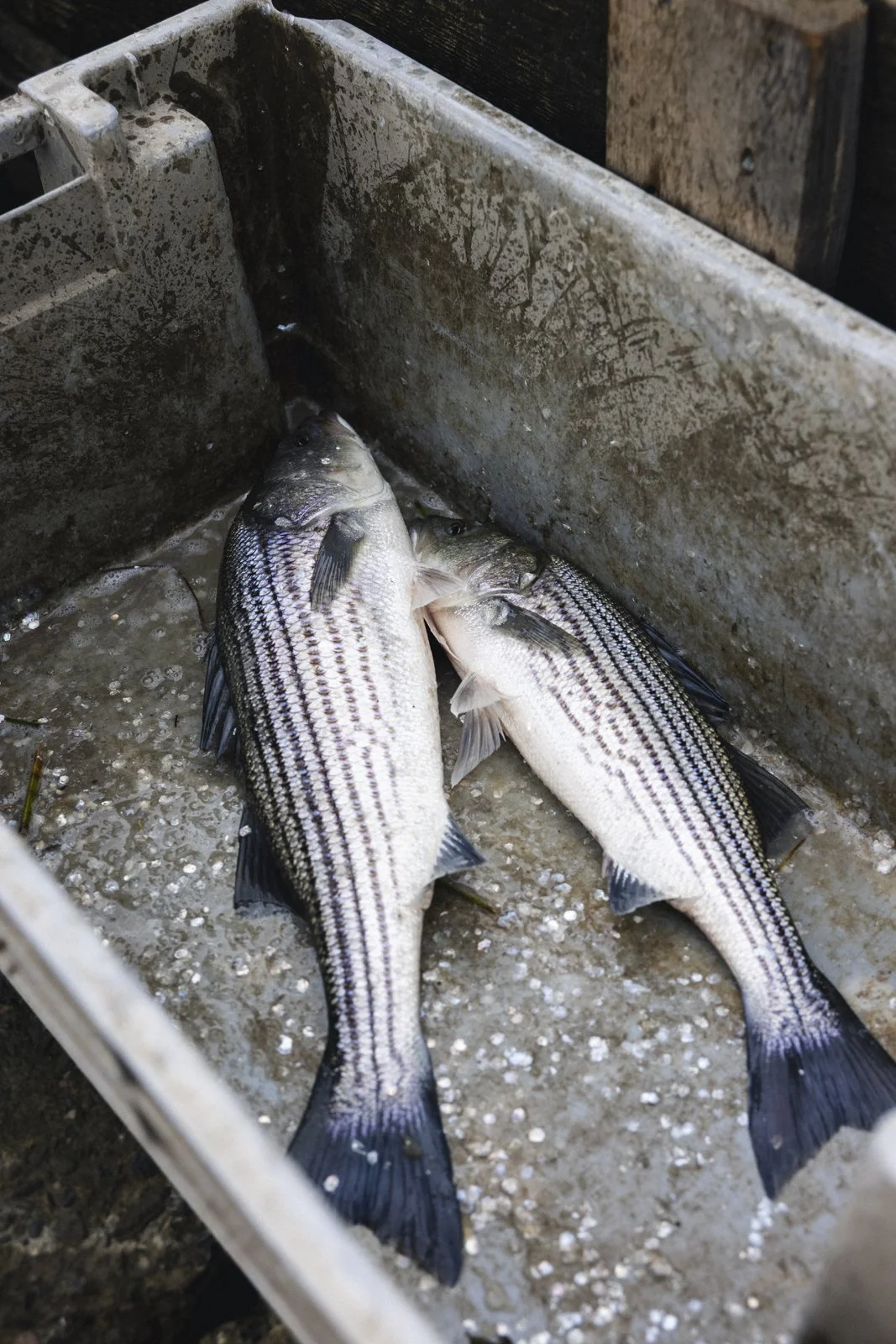 2025-09-26_AnguillesLizotte- Karl-ErikBilodeau -55.jpg