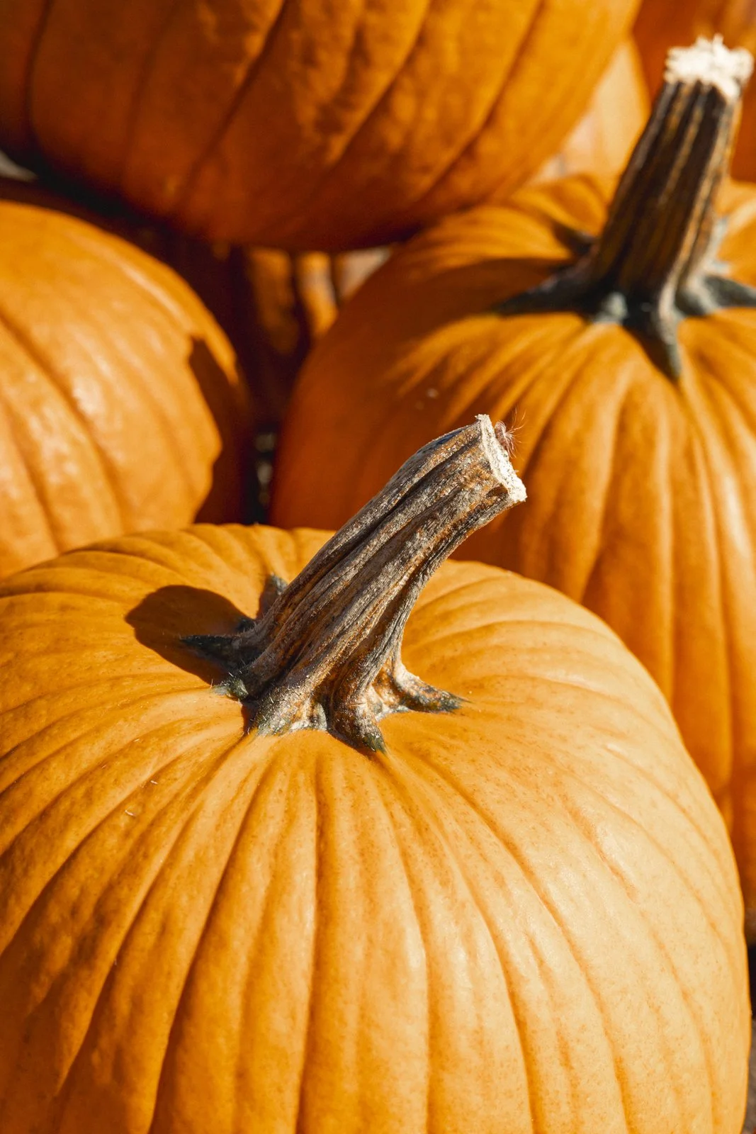 2025-10-09_FermeGosselin- Karl-ErikBilodeau -25.jpg