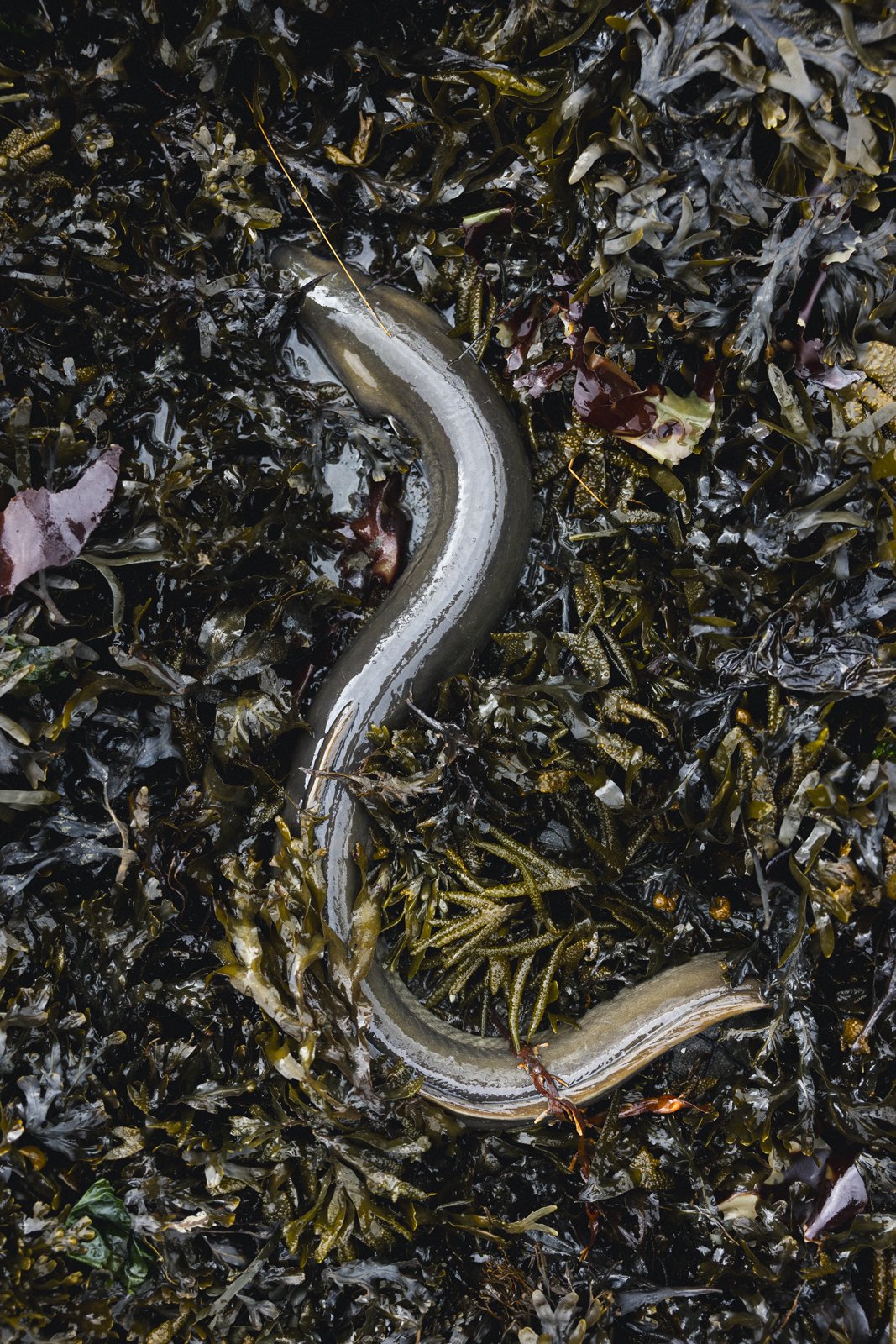 2025-09-26_AnguillesLizotte- Karl-ErikBilodeau -66.jpg