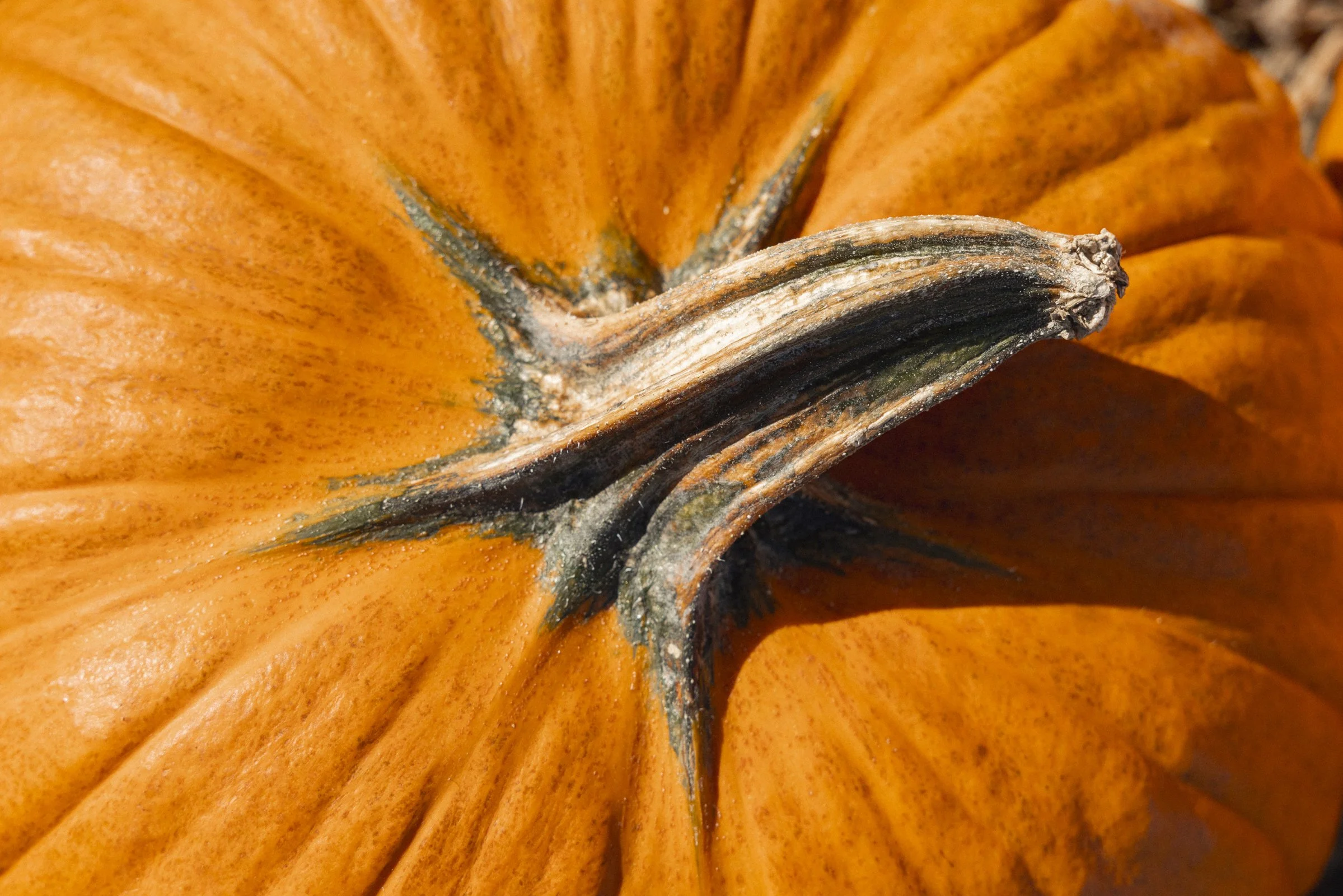 2025-10-09_FermeGosselin- Karl-ErikBilodeau -28.jpg