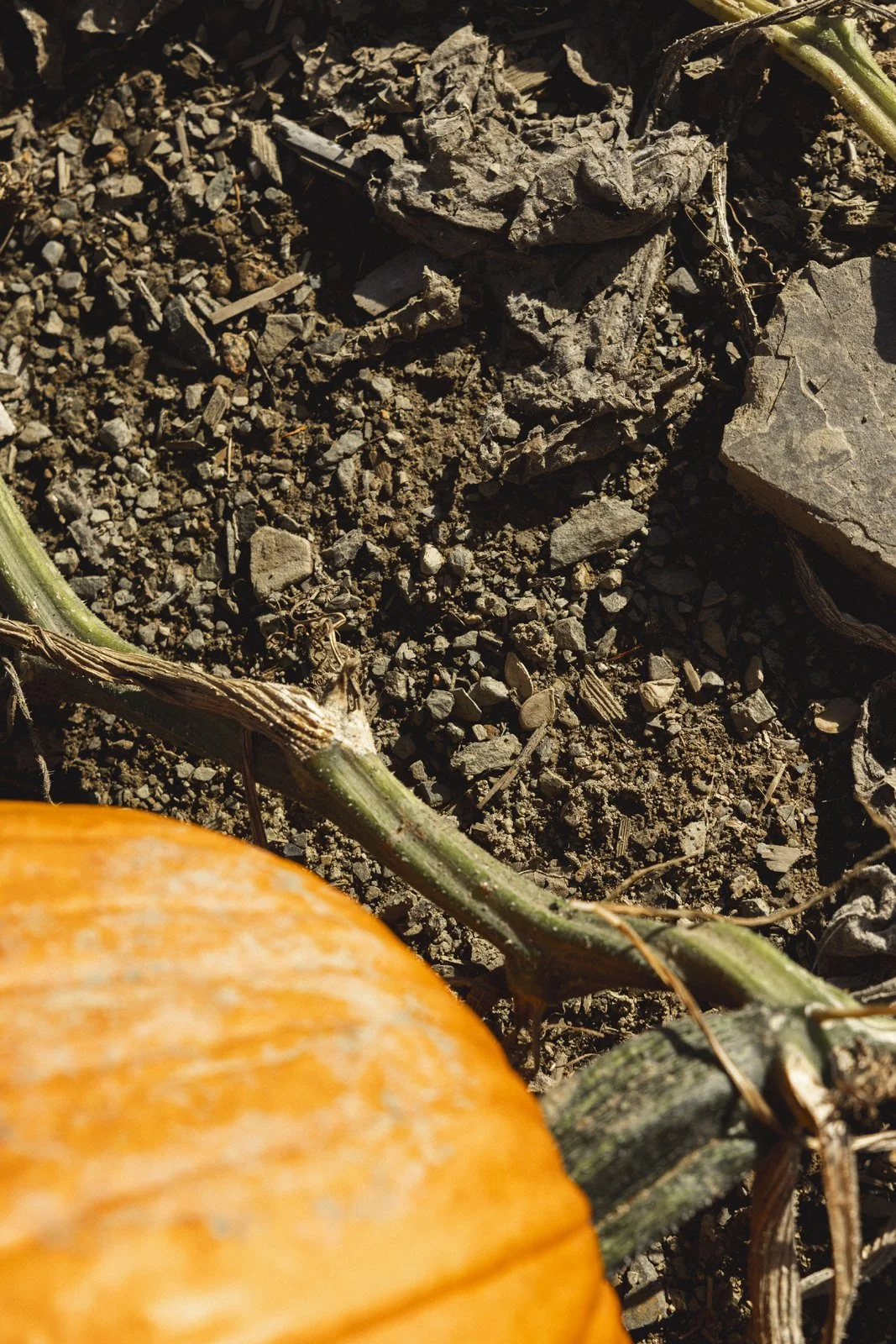 2025-10-09_FermeGosselin- Karl-ErikBilodeau -14.jpg