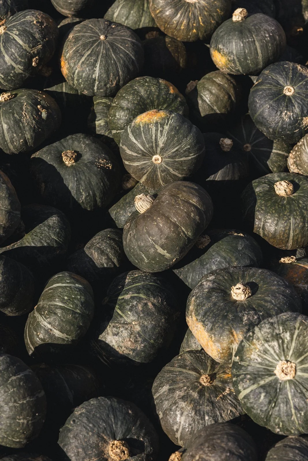 2025-10-09_FermeGosselin- Karl-ErikBilodeau -49.jpg