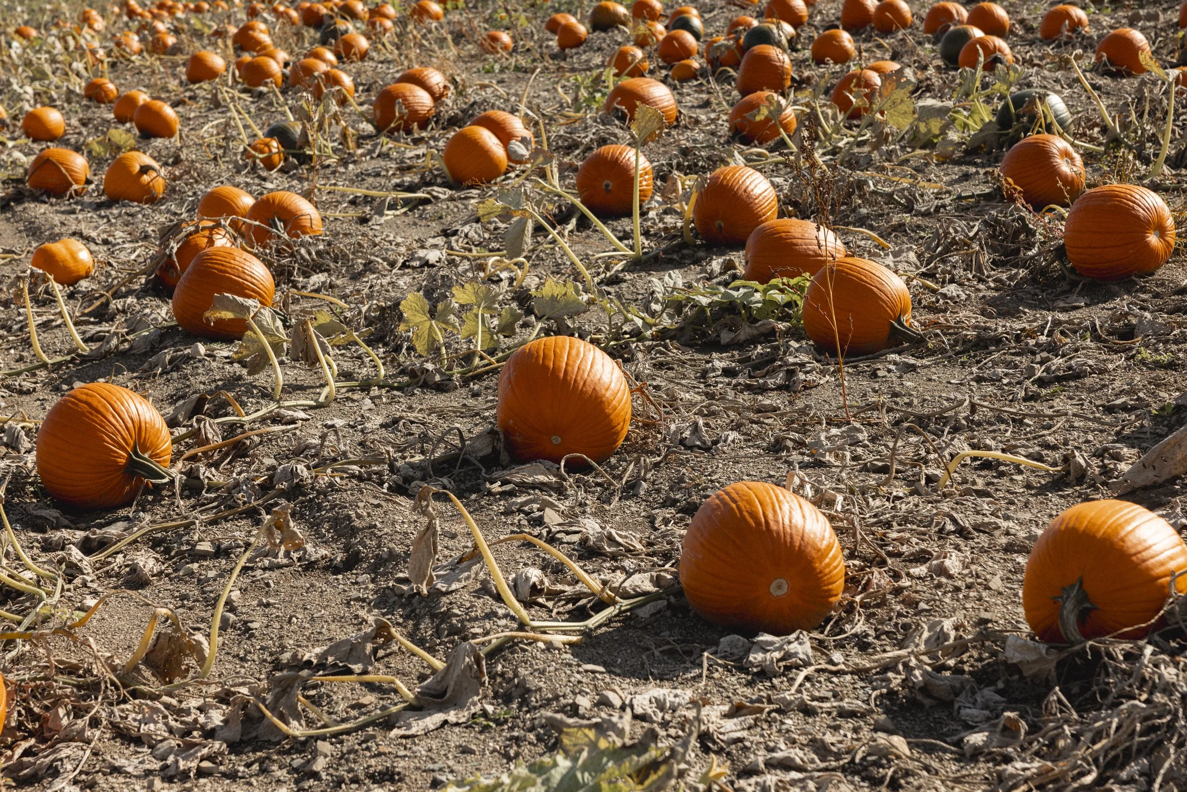 2025-10-09_FermeGosselin- Karl-ErikBilodeau -34.jpg