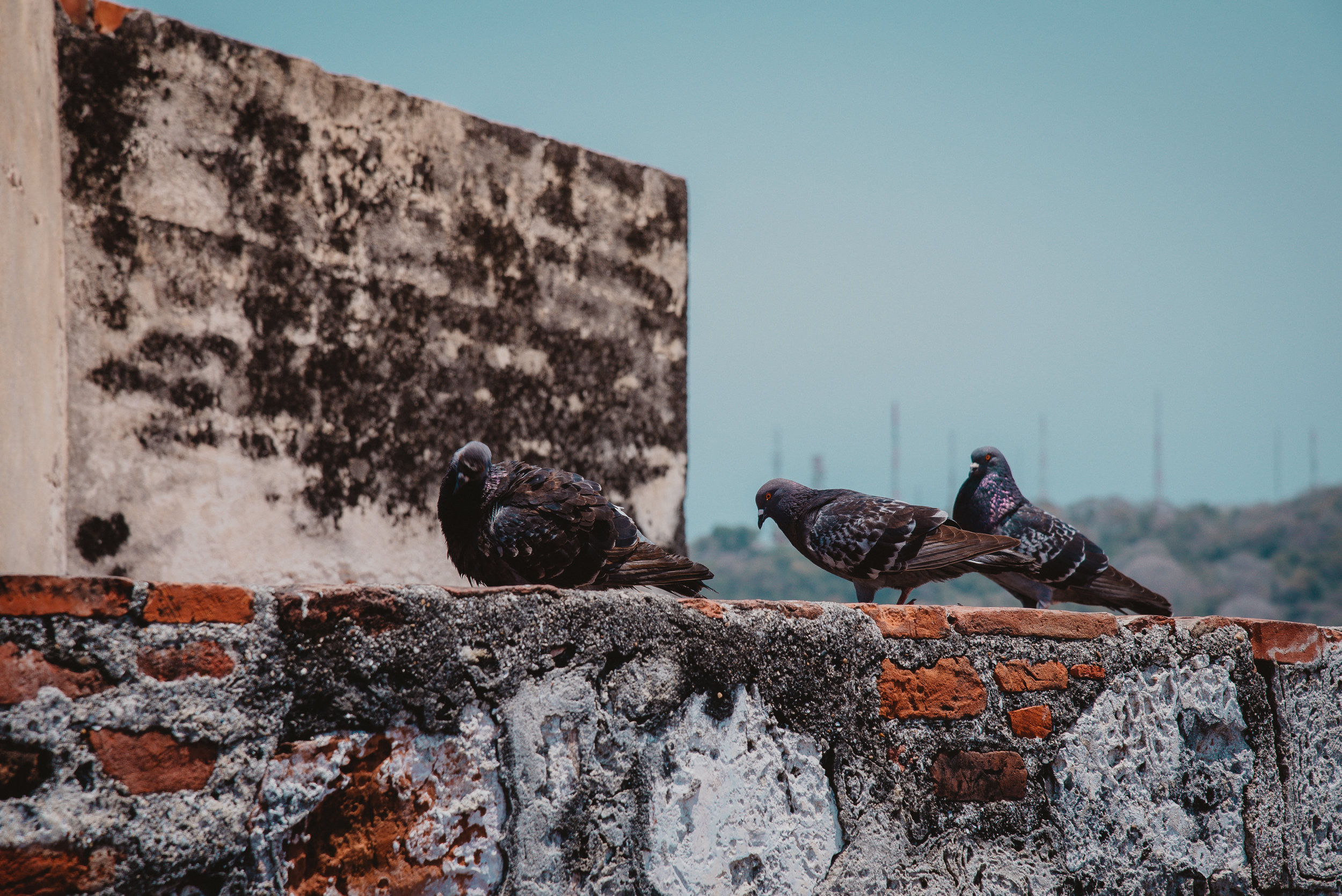 Jesus Clears the Temple