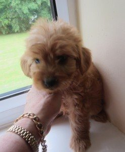 150622_IMG_1622Puppy2_sm1-247x300.jpg