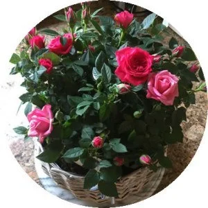flowersIMG_2275_circle-300x300.jpg