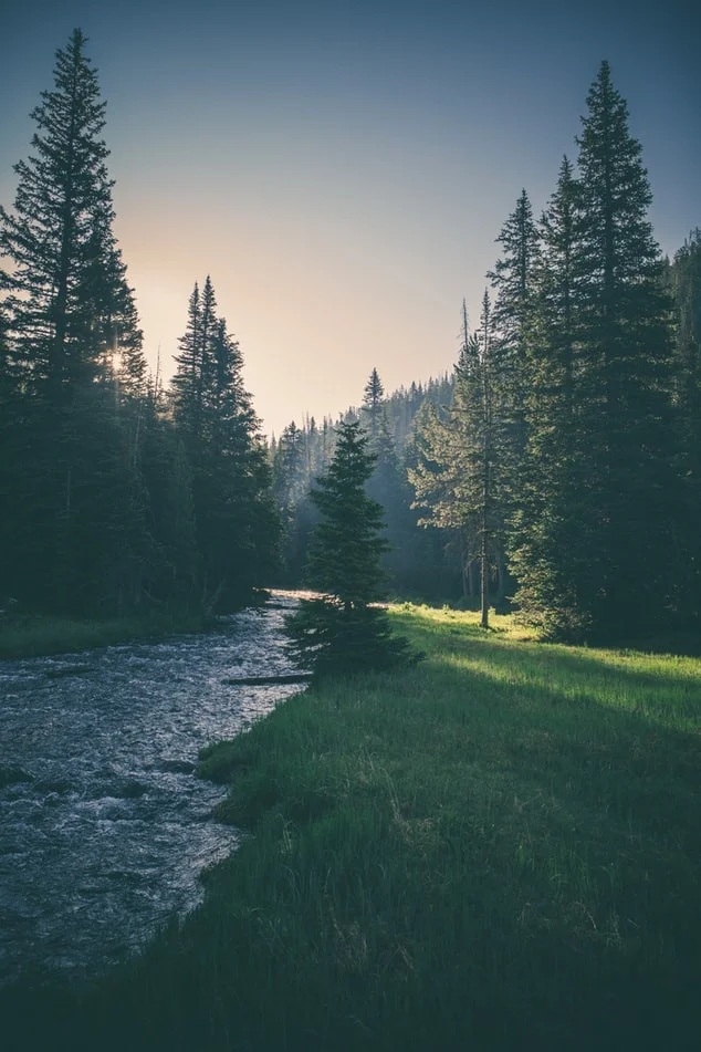 forest.jpeg