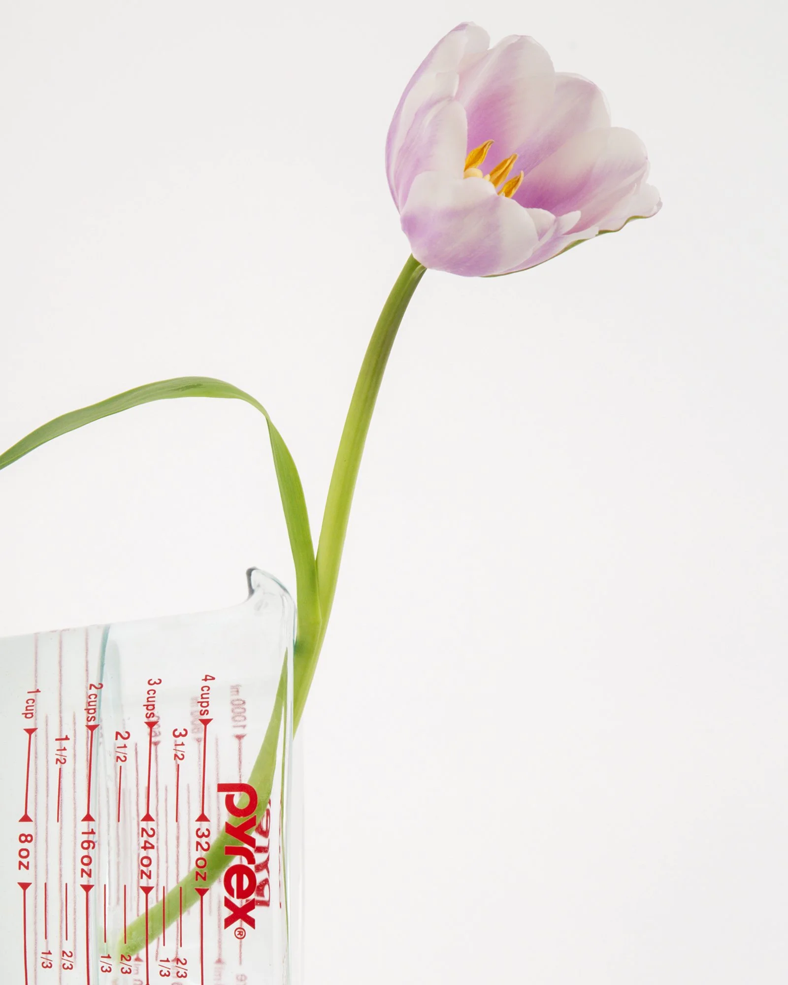 tulip.jpg