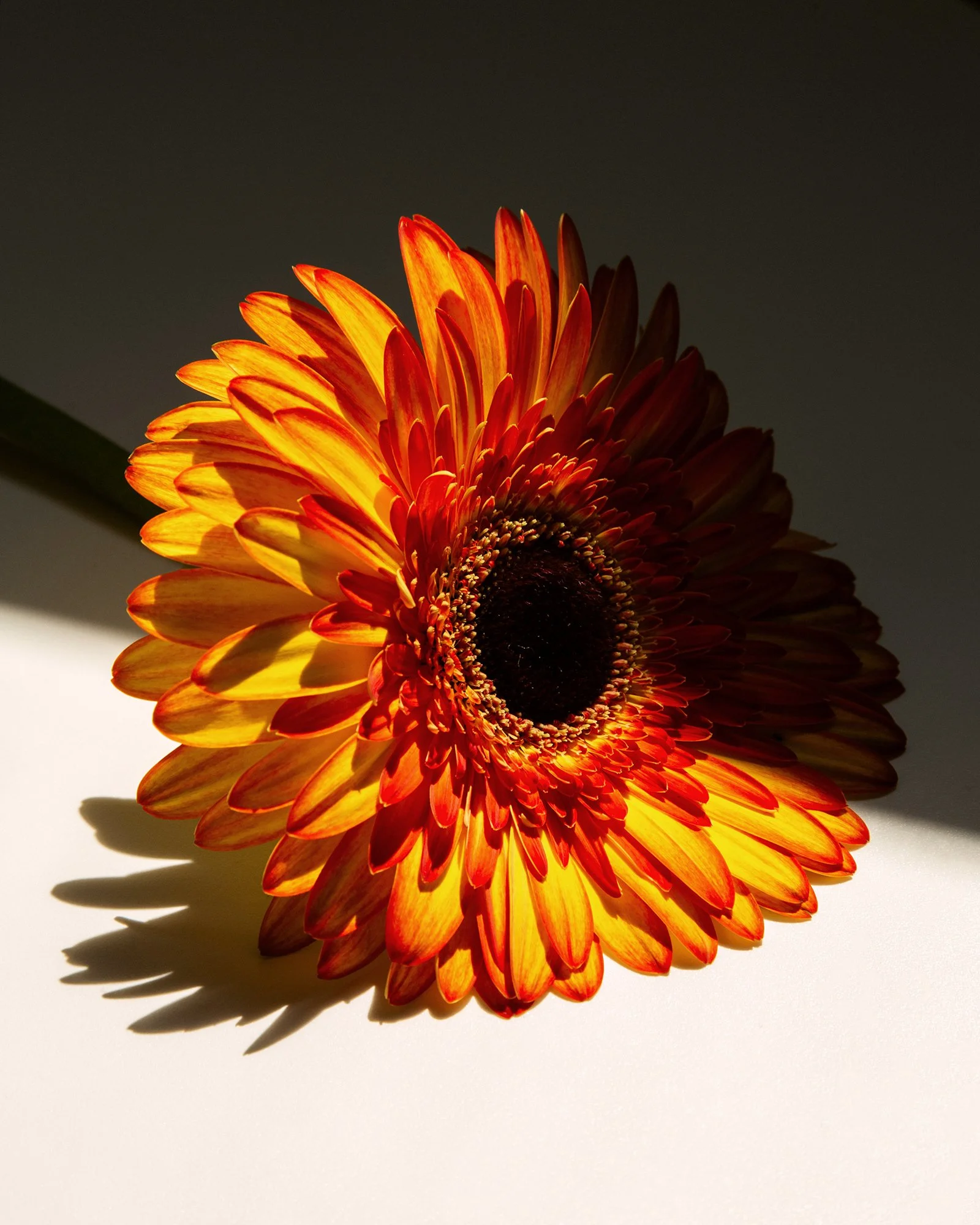 daisy.jpg