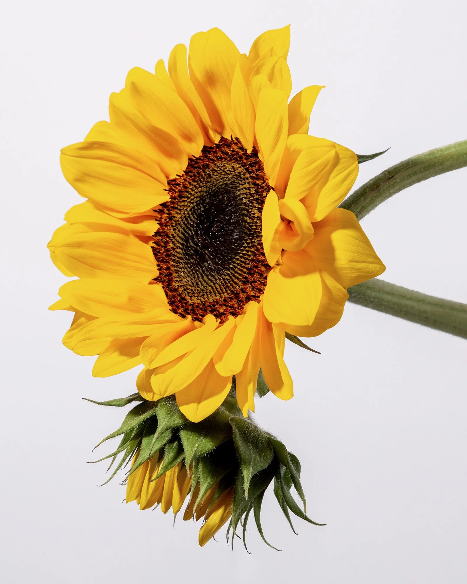 sunflower_1.jpg