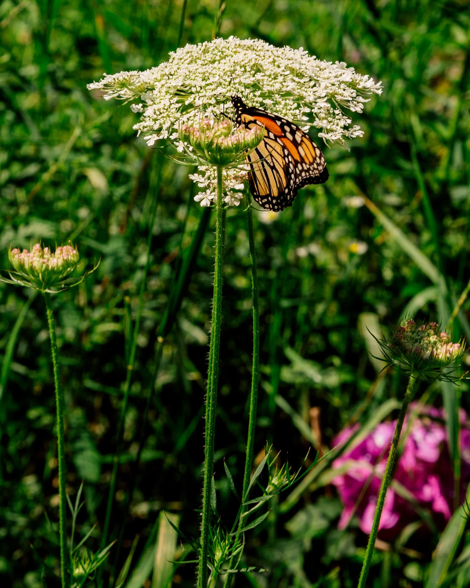 butterfly3.jpg