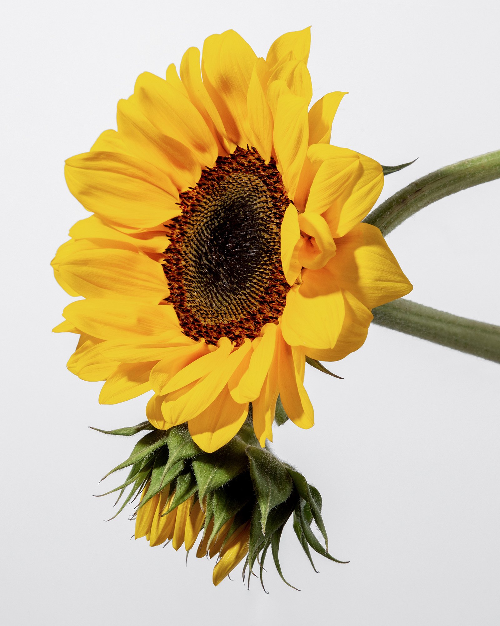 sunflower_1.jpg