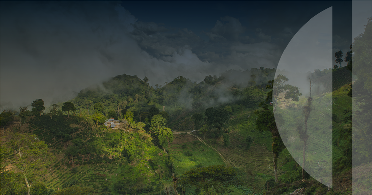 Coffee Science Foundation