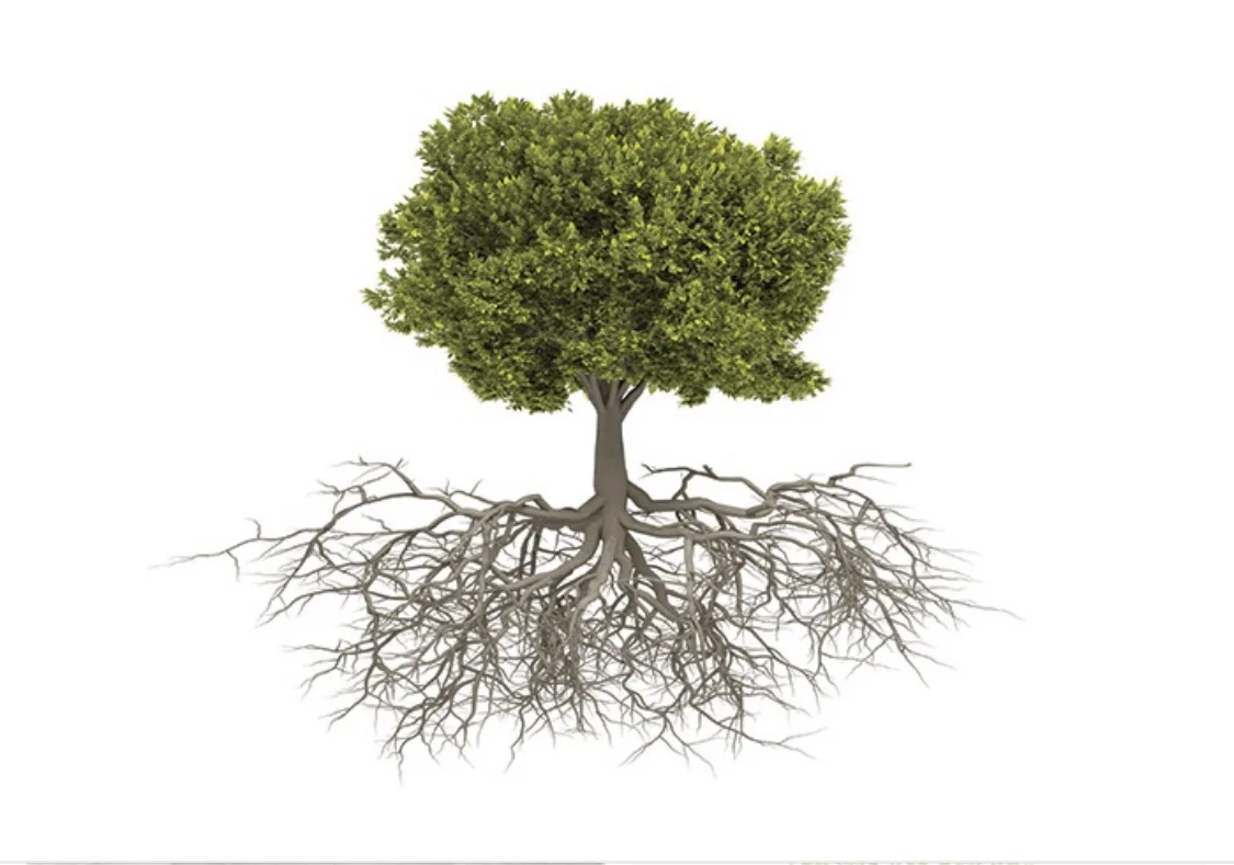 Deep Roots