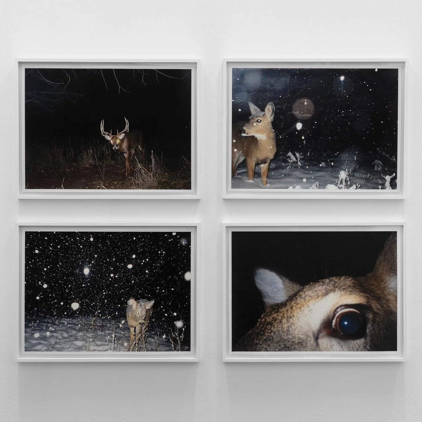 Various deer self-portraits from &lsquo;in almost every picture 3&rsquo; available @commerce__commerce @erik.kessels 50X60 cm in an edition of 10 signed and numbered. #inalmosteverypicture #vernacularphotography #deerphotography