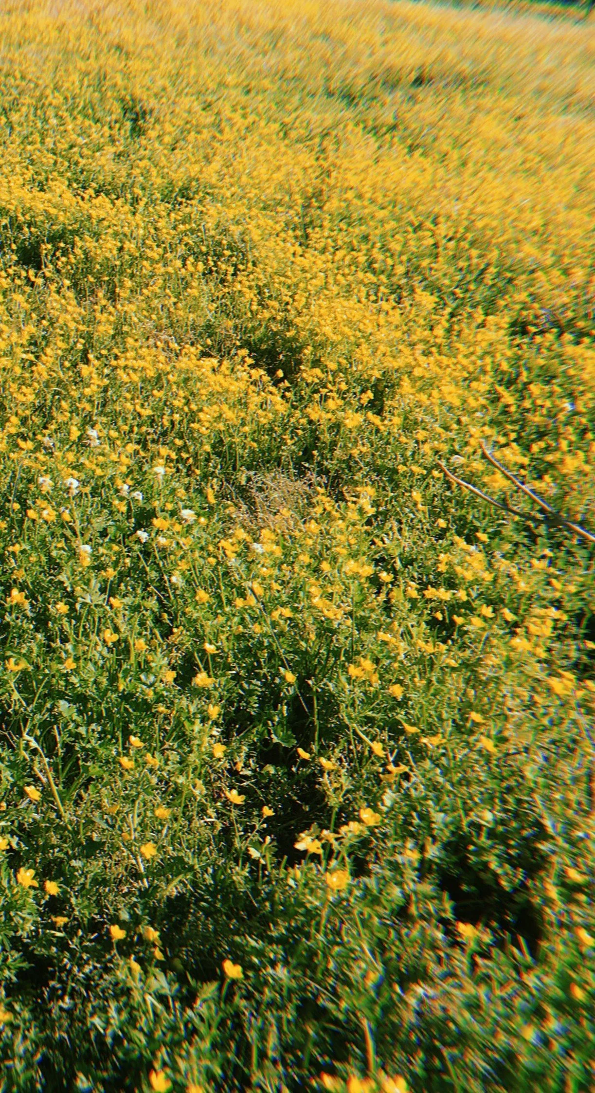 buttercup field 2.jpg