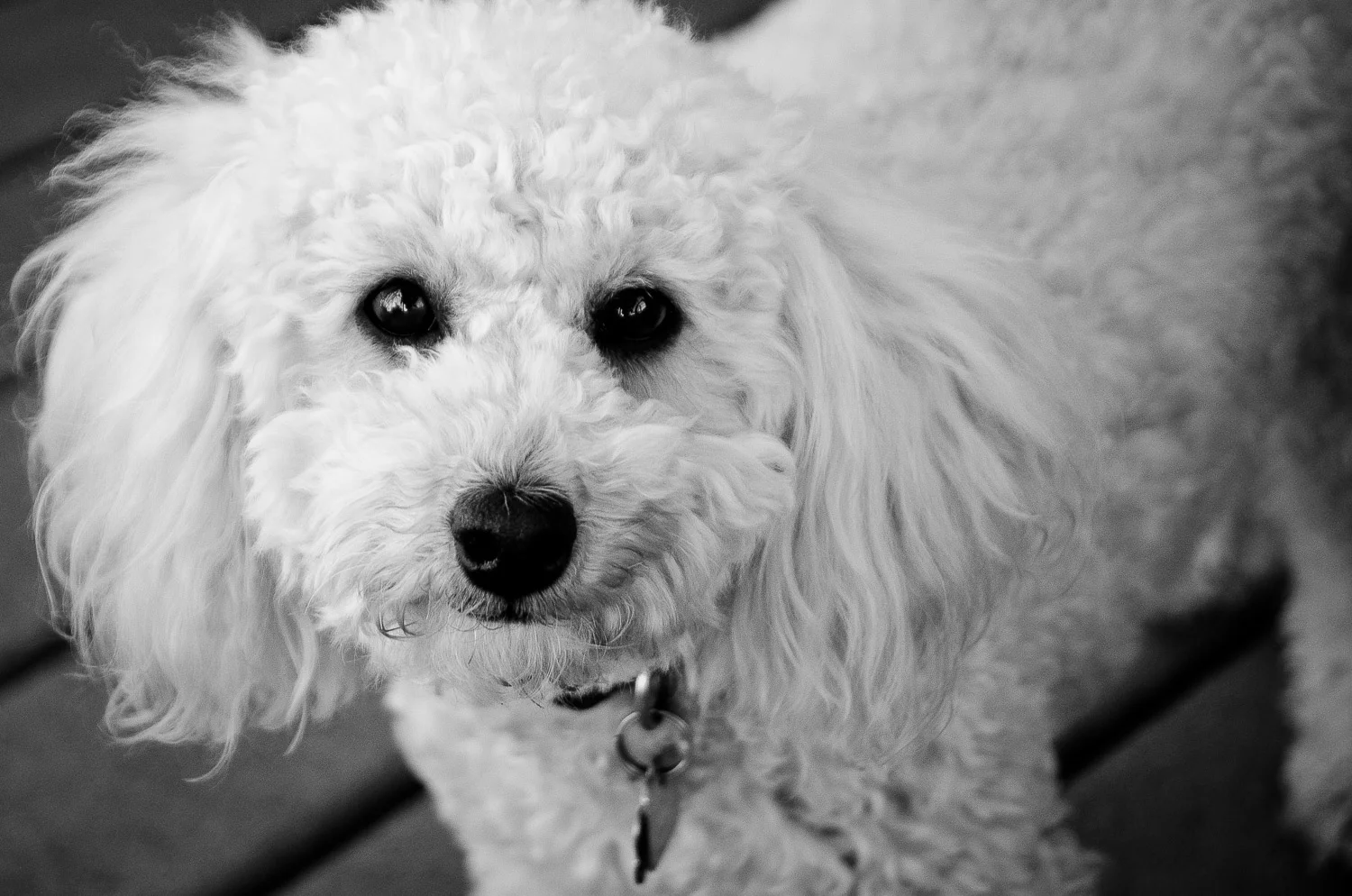 Abby_B&W-1.jpg