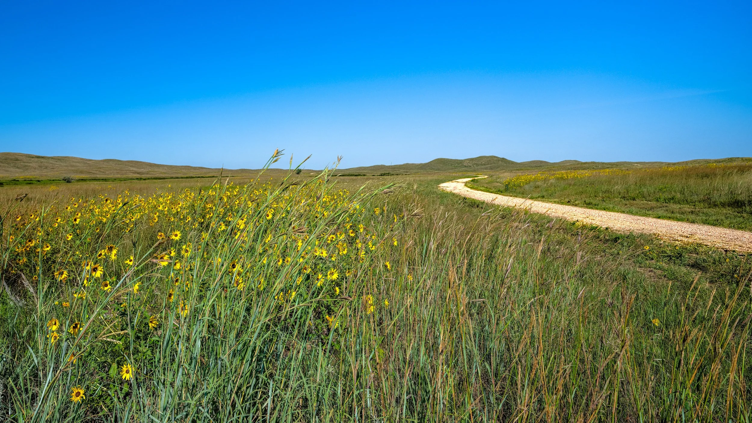 Sand Hills Sunflower Roadside.jpg