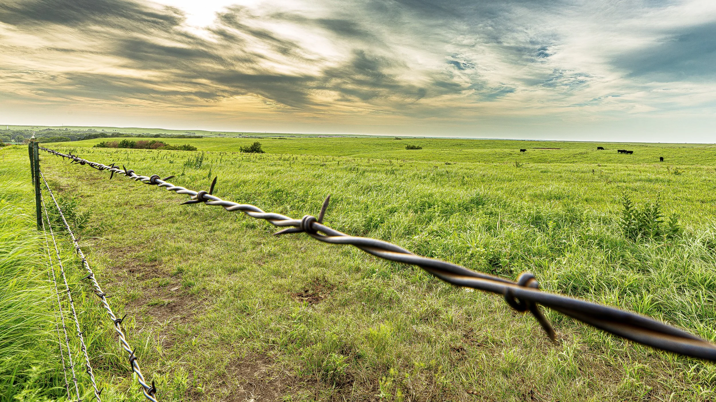 Barbed Horizon (1 of 1).jpg