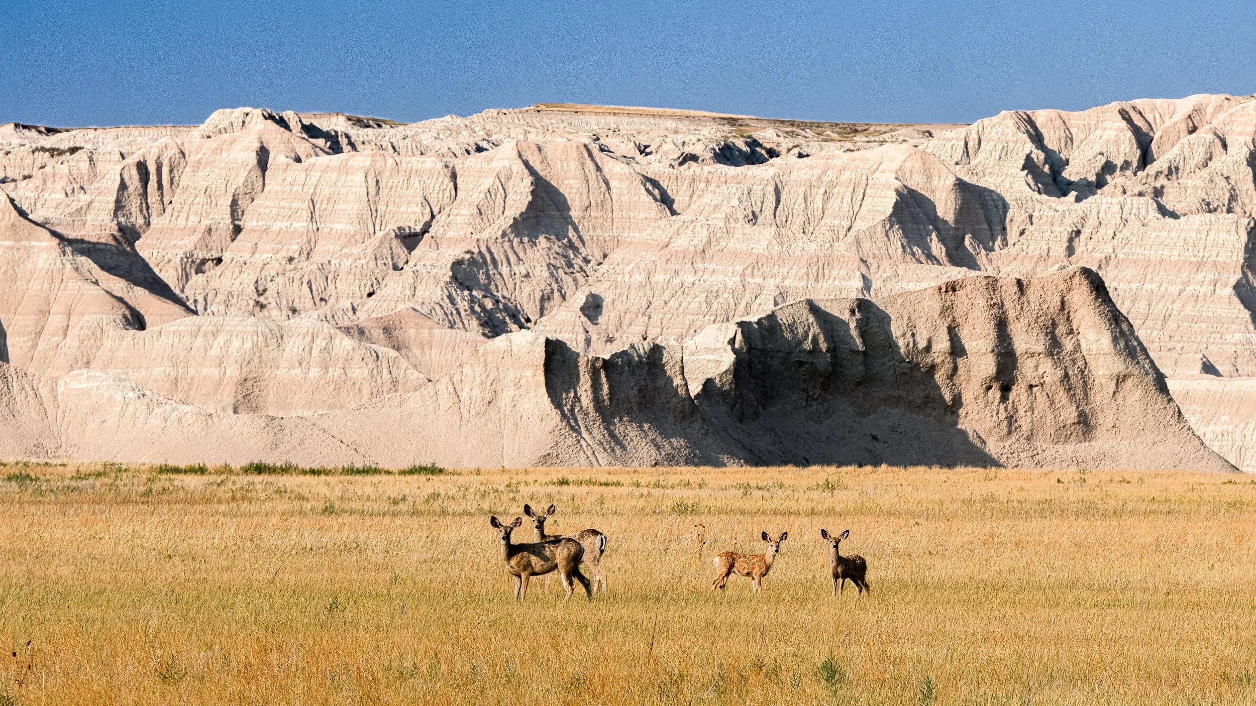Badlands Deer Family II.jpg