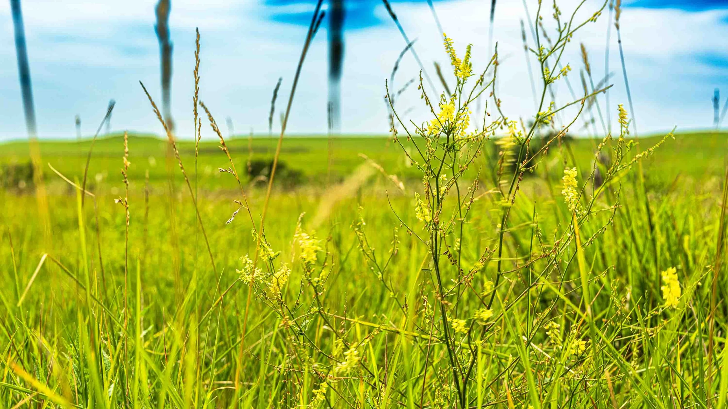 Wide view of a green grassy field with yellow wildflowers, under a partly cloudy sky.